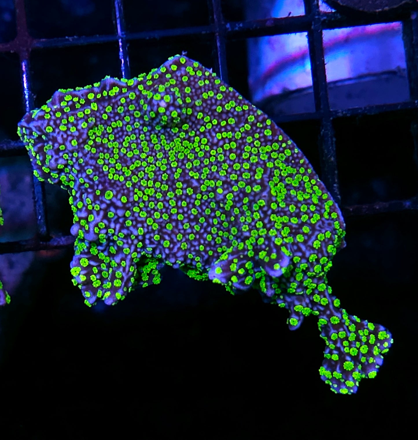 DR Fireflies Montipora Colony