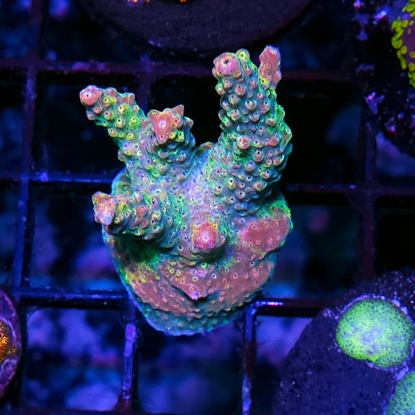 DR Cosmic Swirl Grafted Acropora