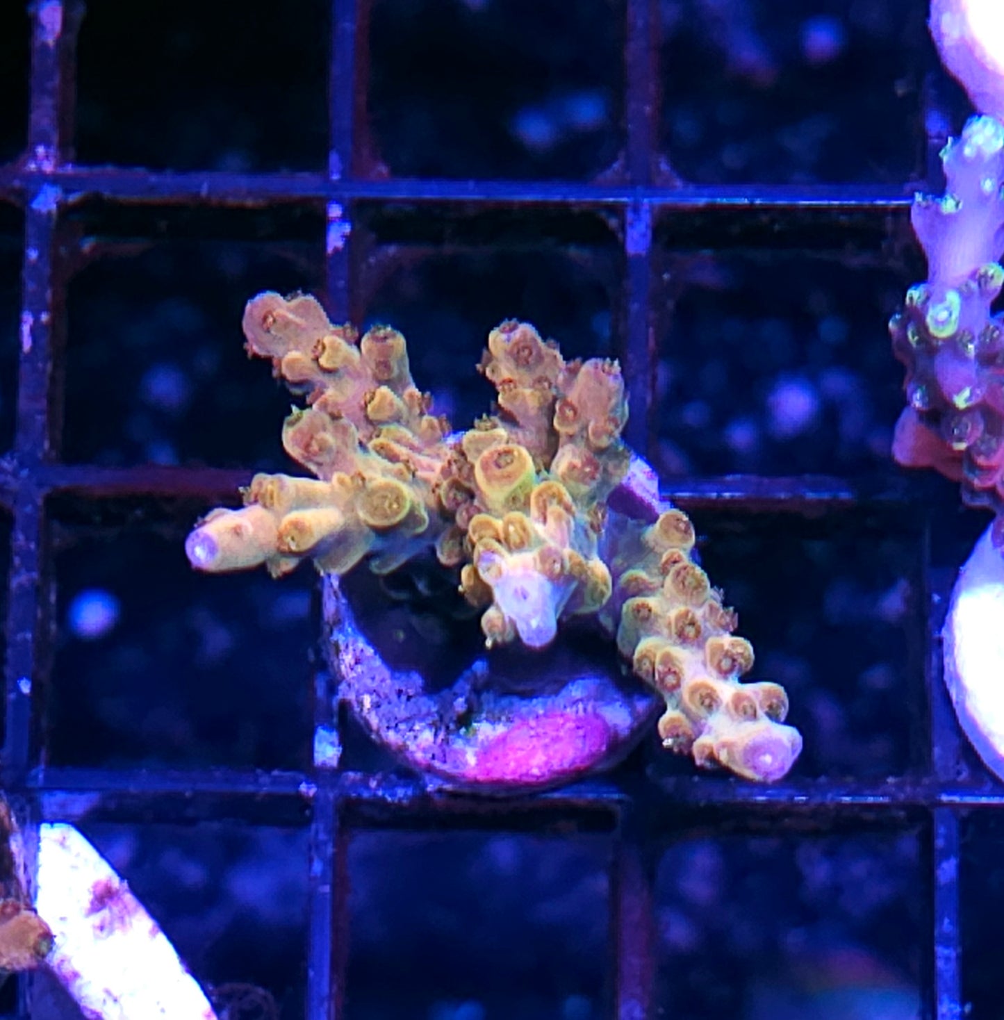 DR Golden Jaw Dropper Acropora