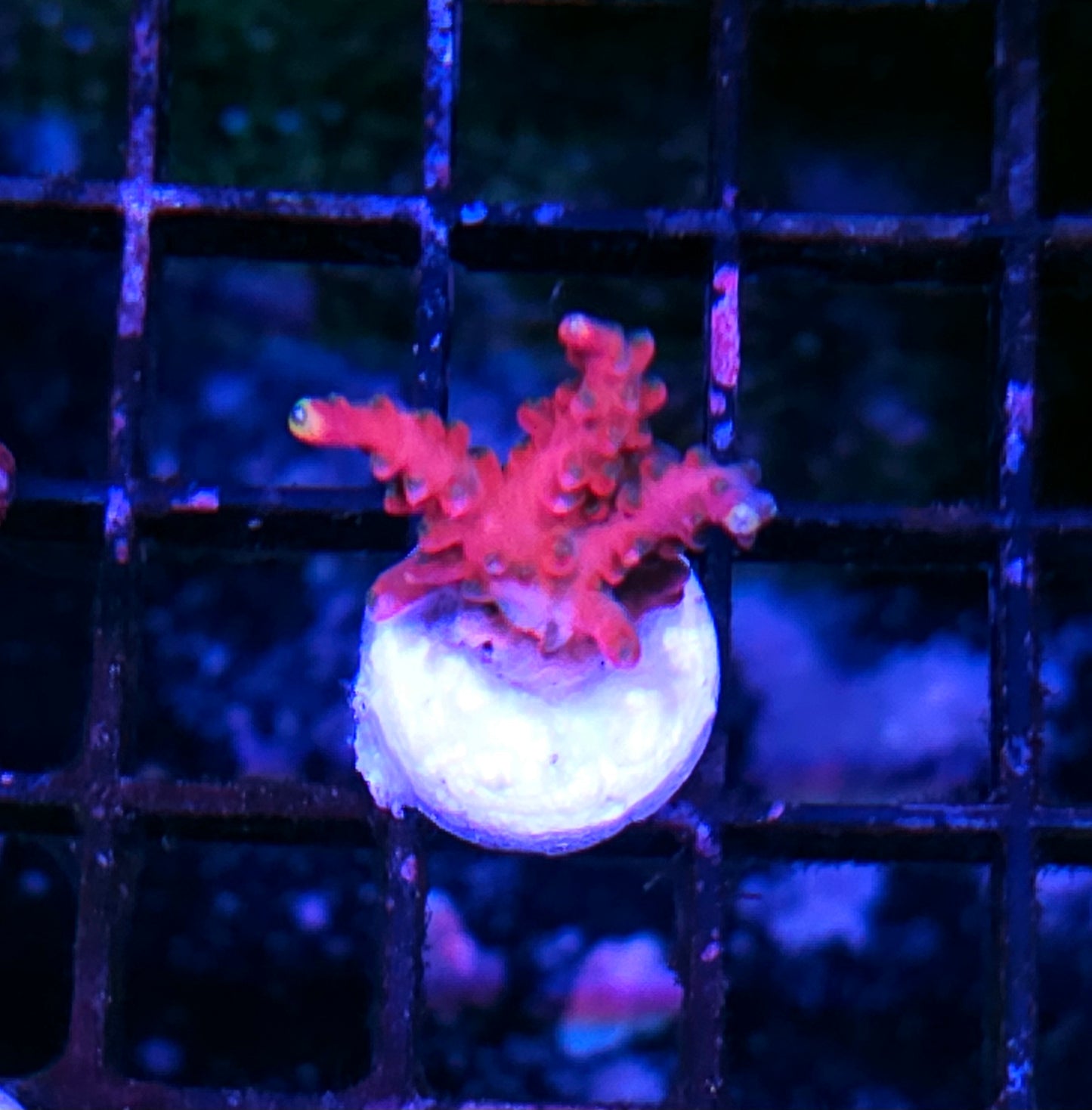 DR Mars Mission Acropora
