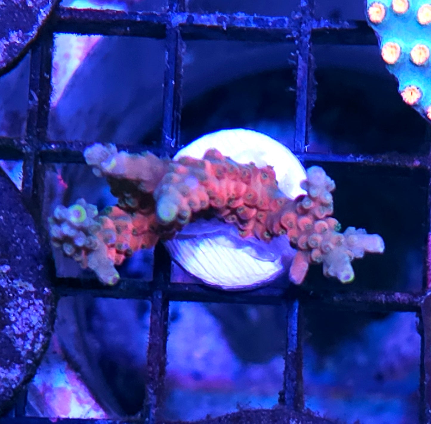 DR Panty Party Acropora