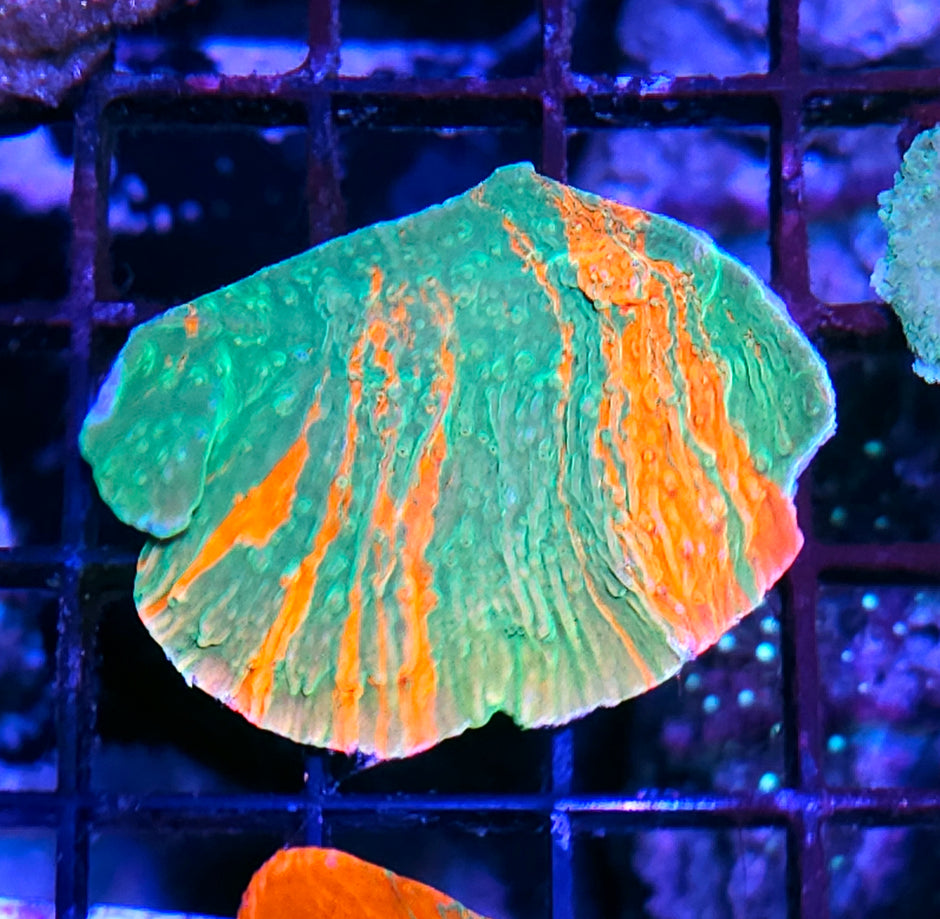 DR Grafted Montipora Colony