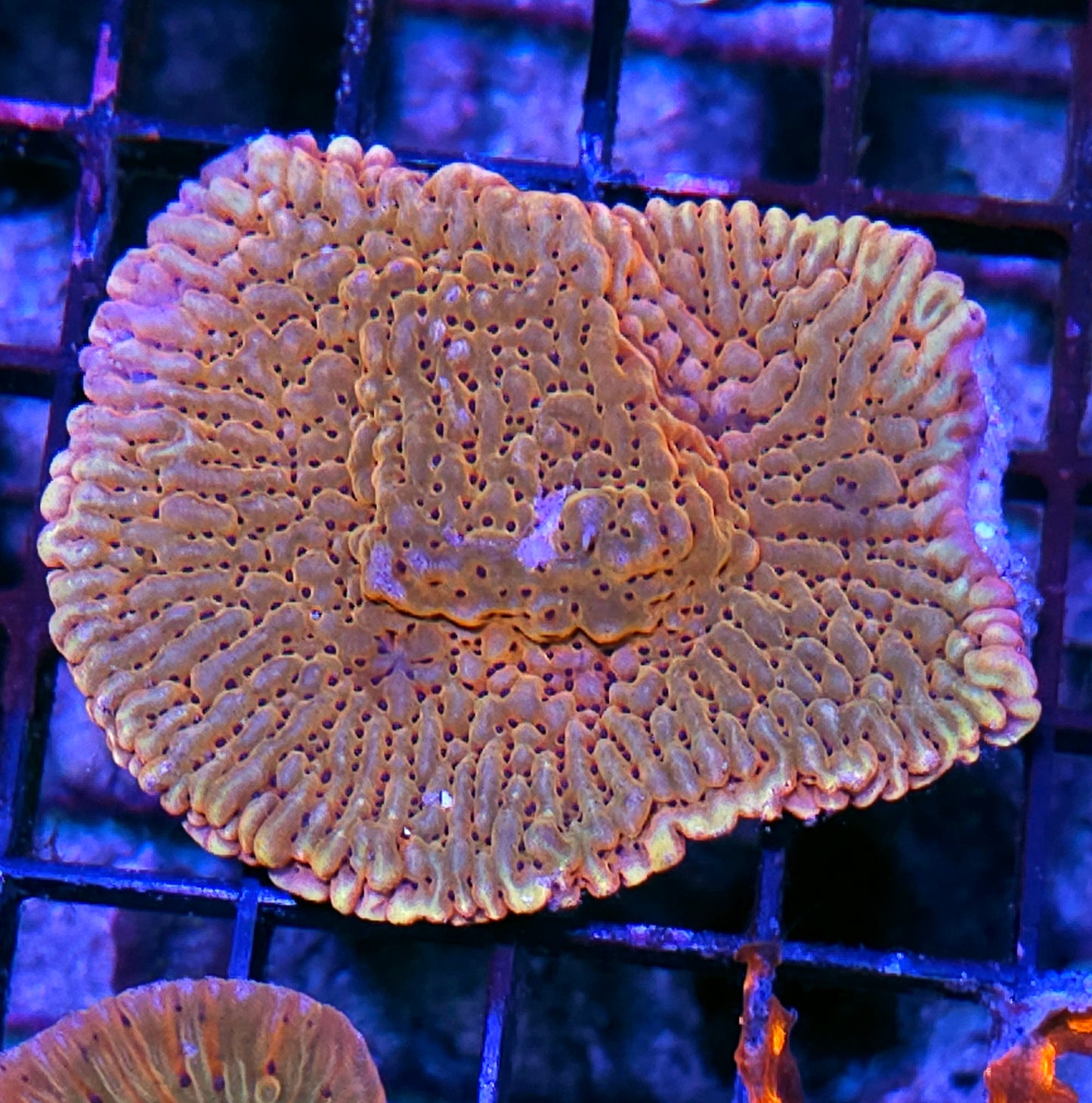 DR Death Spiral Montipora Colony