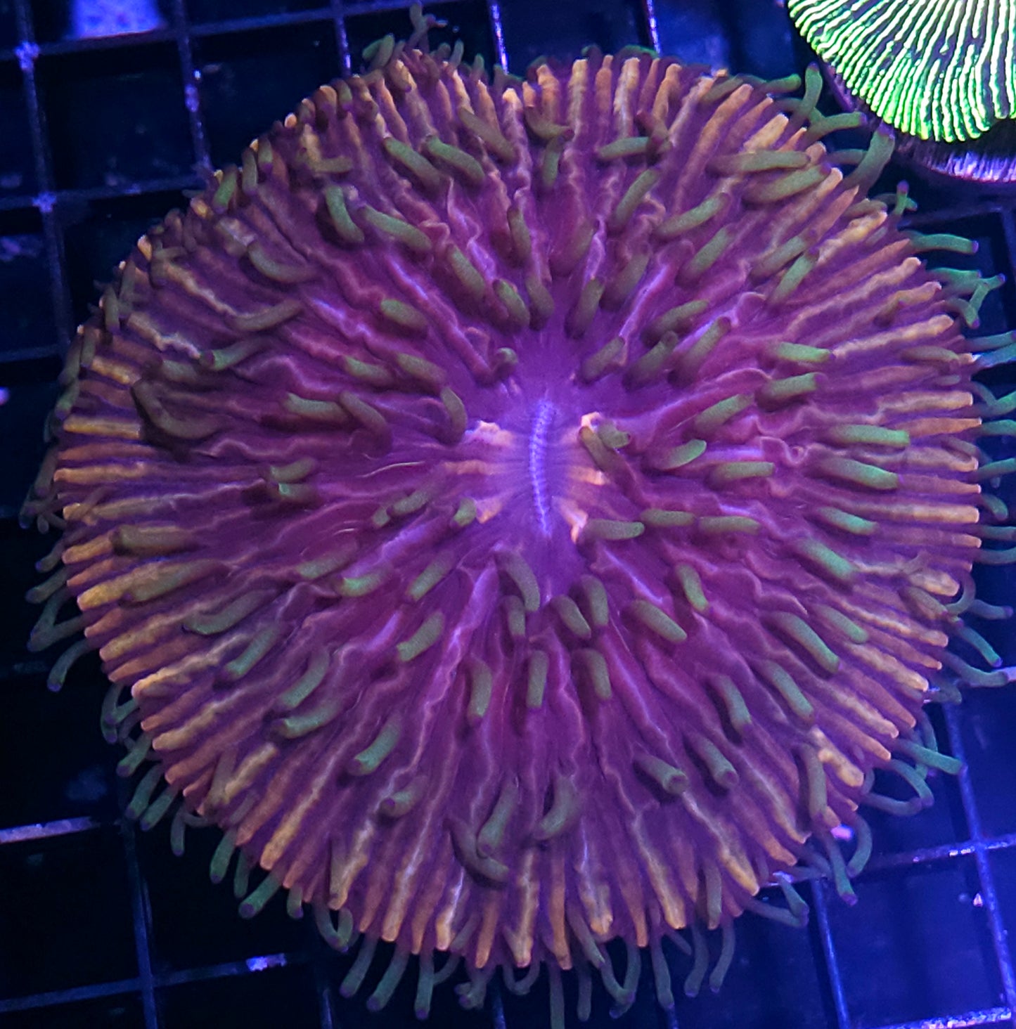 4.5" HF Baja Berserk Fungia Plate