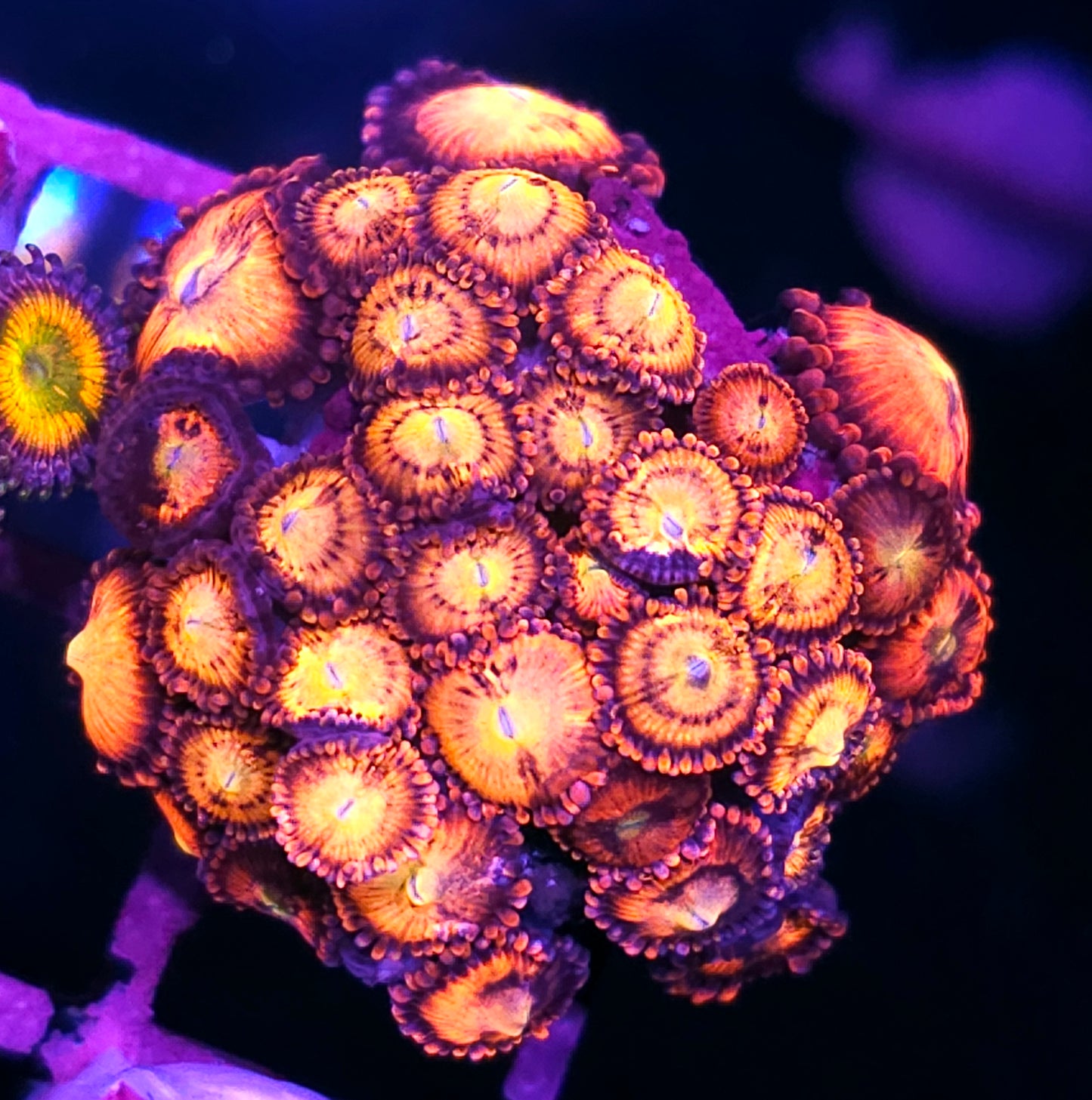 DR Wavy Gravy Zoa Colony