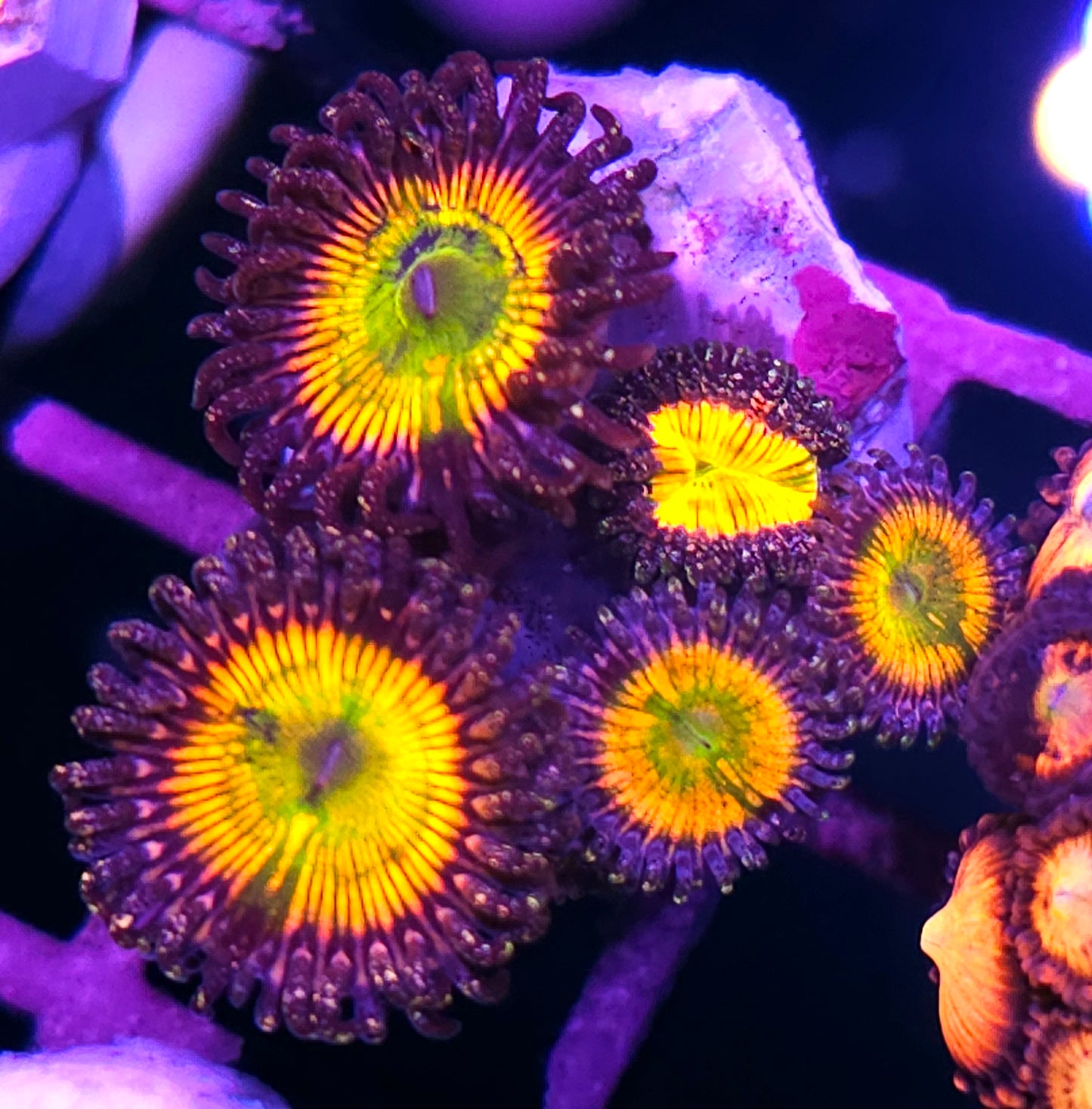 DR Rainbow Implosion Zoas