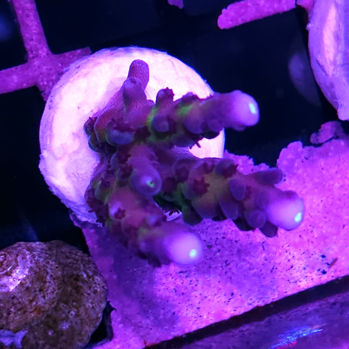 DR Miagi Tort Acropora