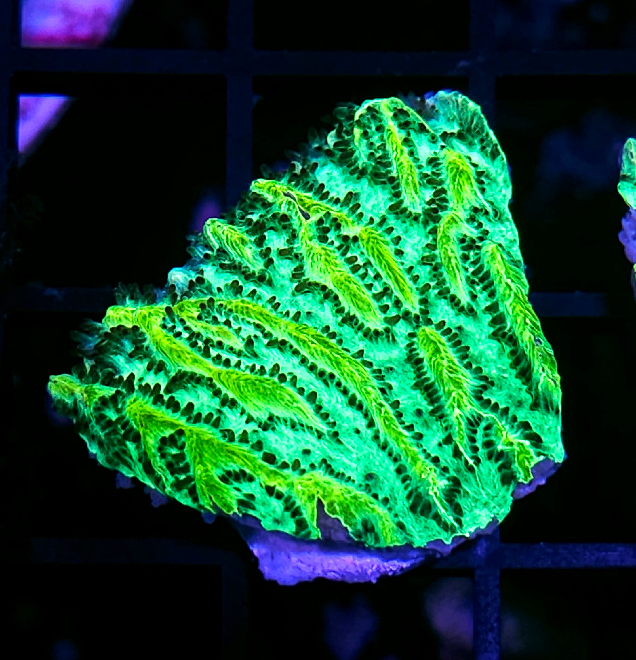All Coral – Page 3 – Hellfire Frags