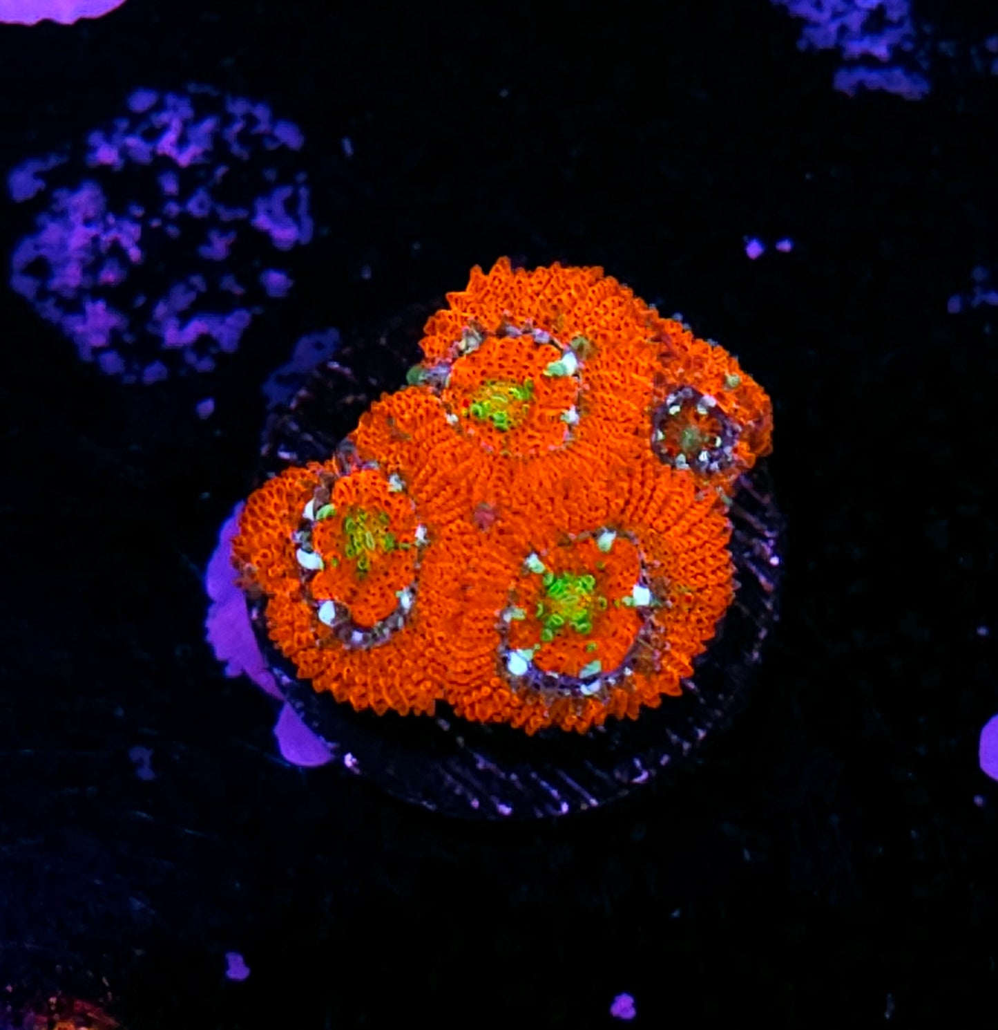 HF Supreme Stars Micromussa Amakusensis
