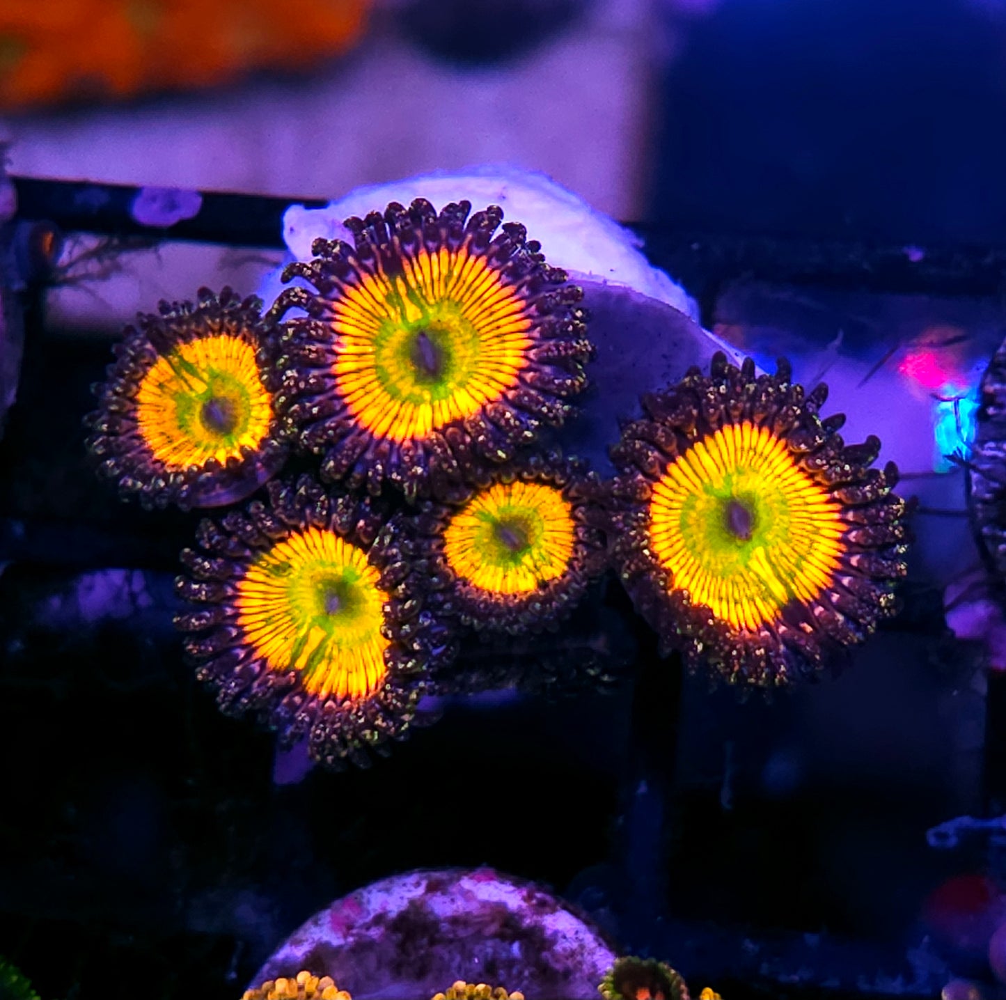 DR Rainbow Implosion Zoas
