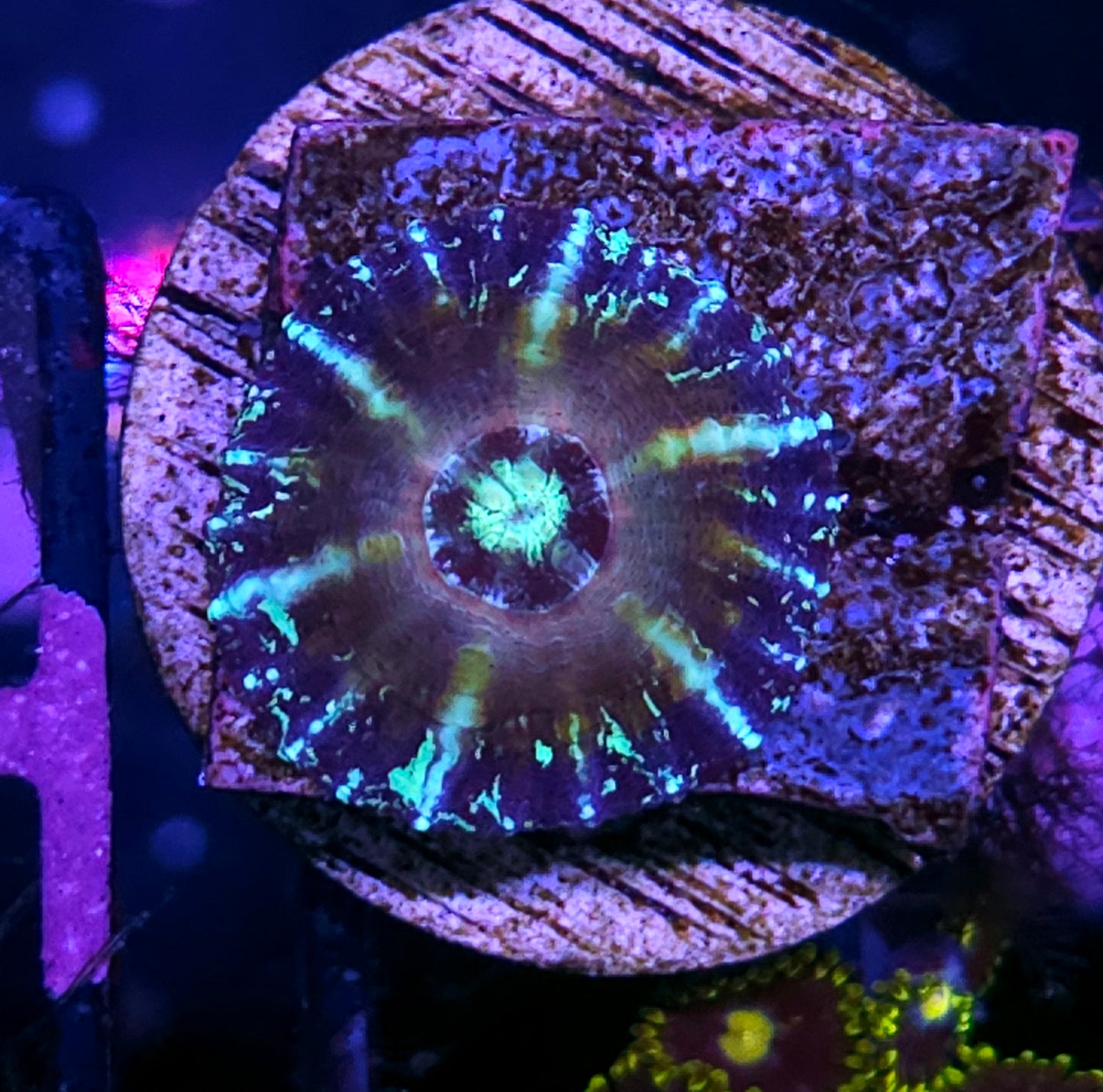 Very Unique Aquacultured Tank Spawned Scolymia