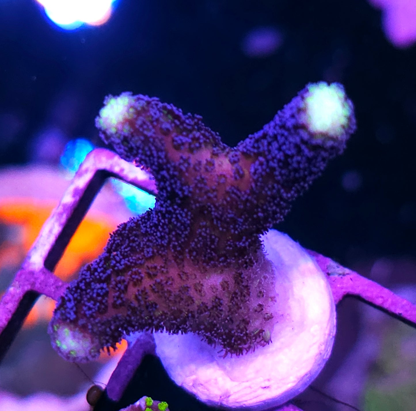 DR Milka Stylophora