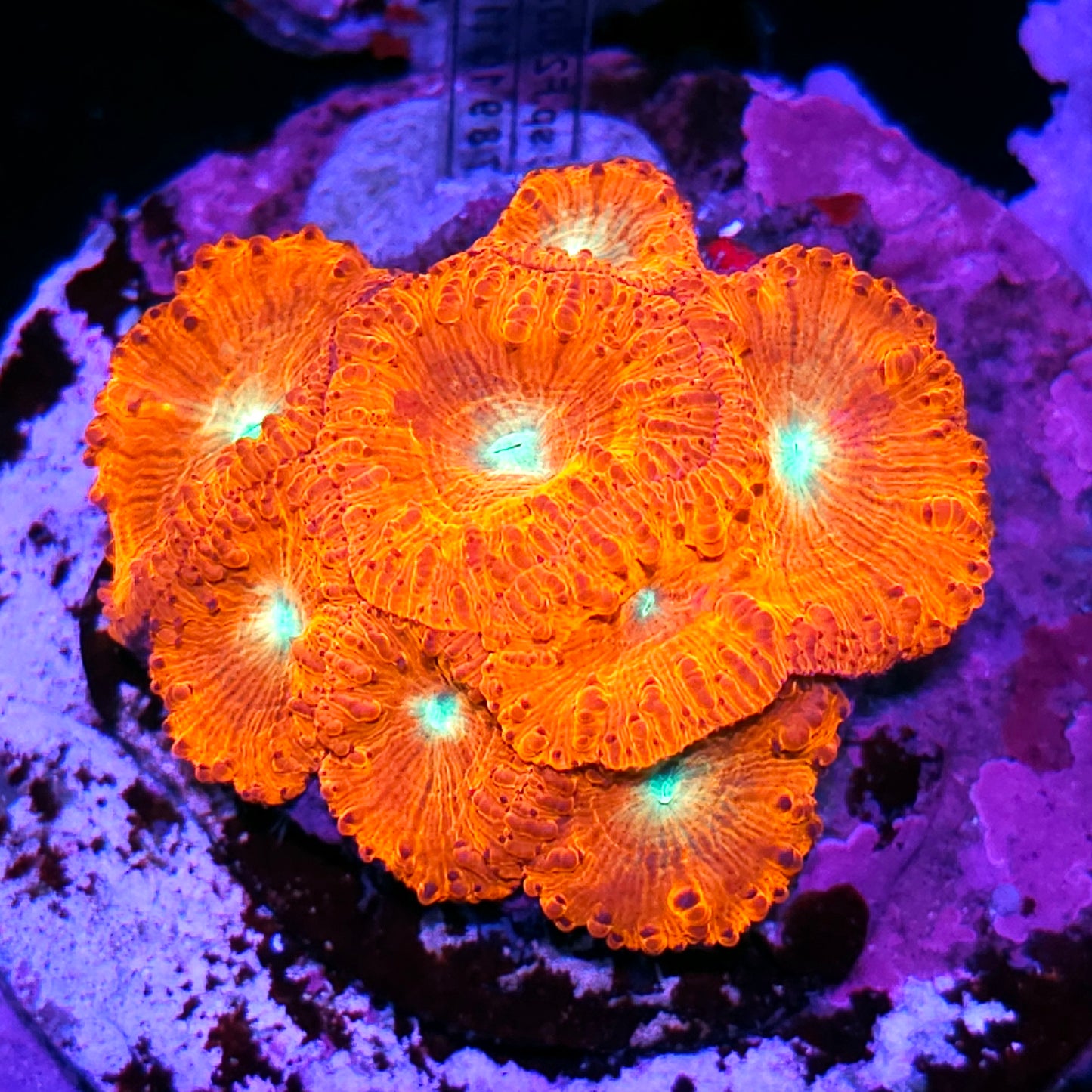 Turbo Indonesian Blasto Colony