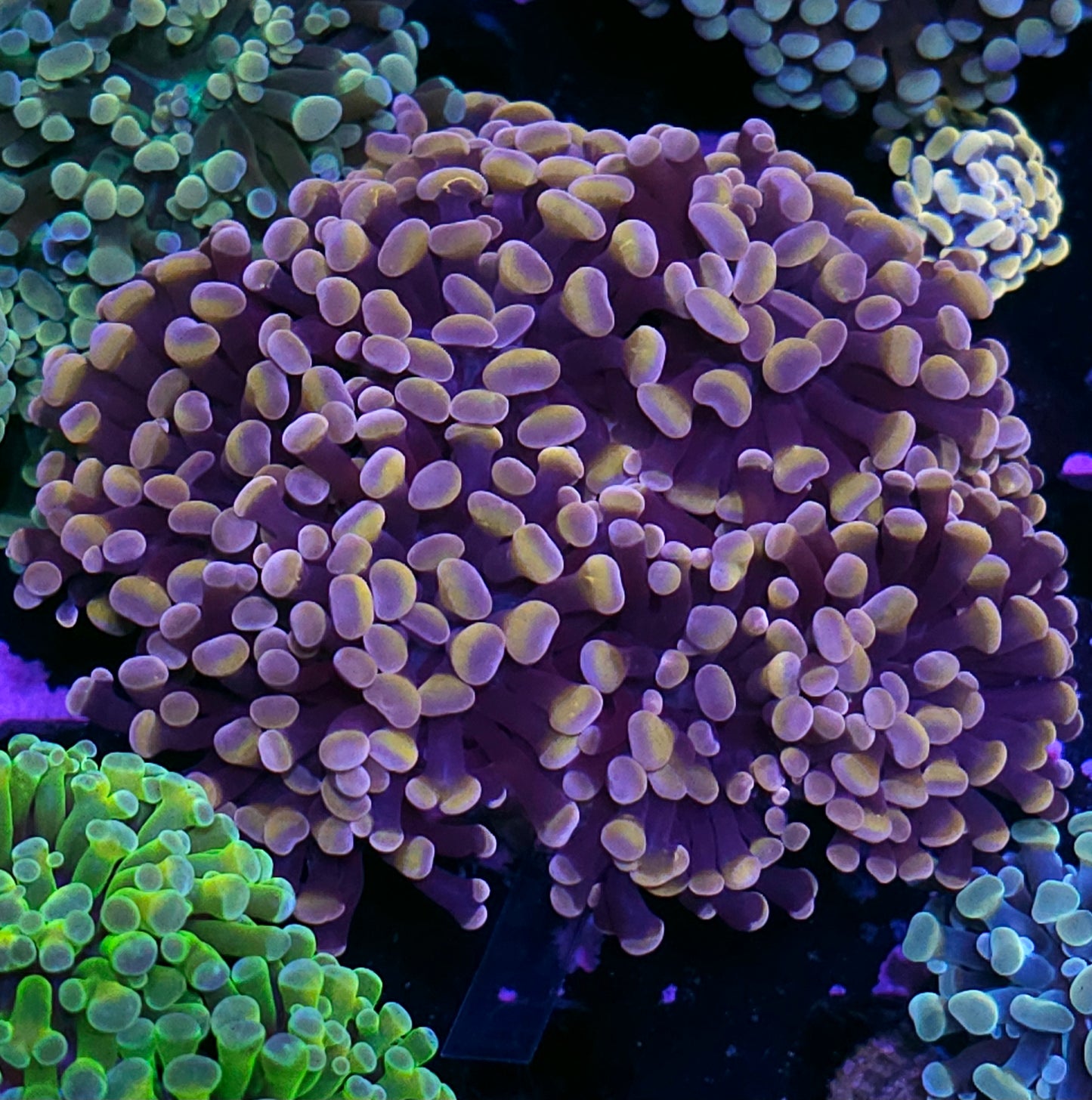 Approx 7-8 Head Halloween Branching Hammer Colony