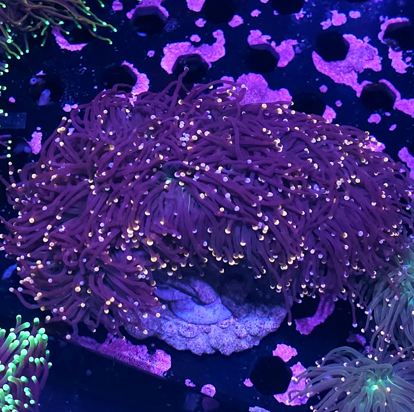 Approx 15 Head Gumdrop Torch Colony BIG!!