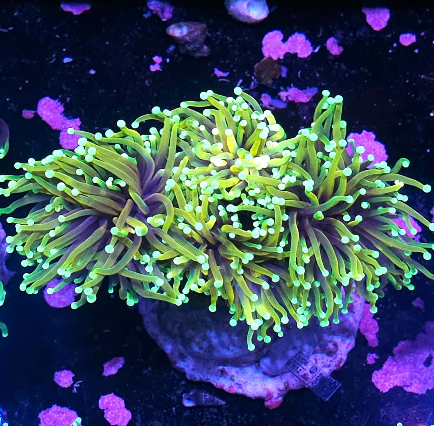 Approx 5-6 Head Dragon Master Torch Colony