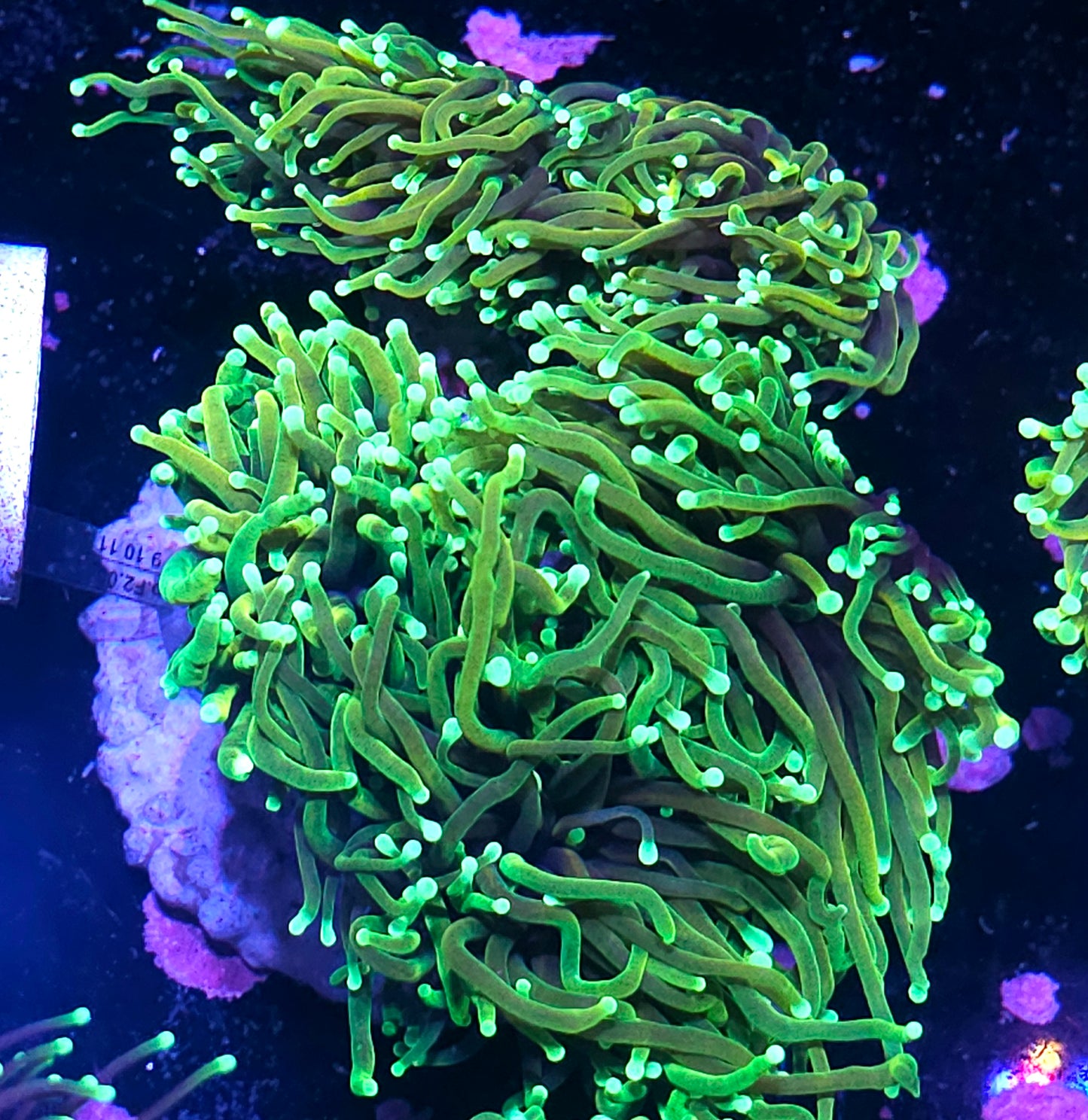Approx 6 Head Dragon 🐲 King Torch Colony