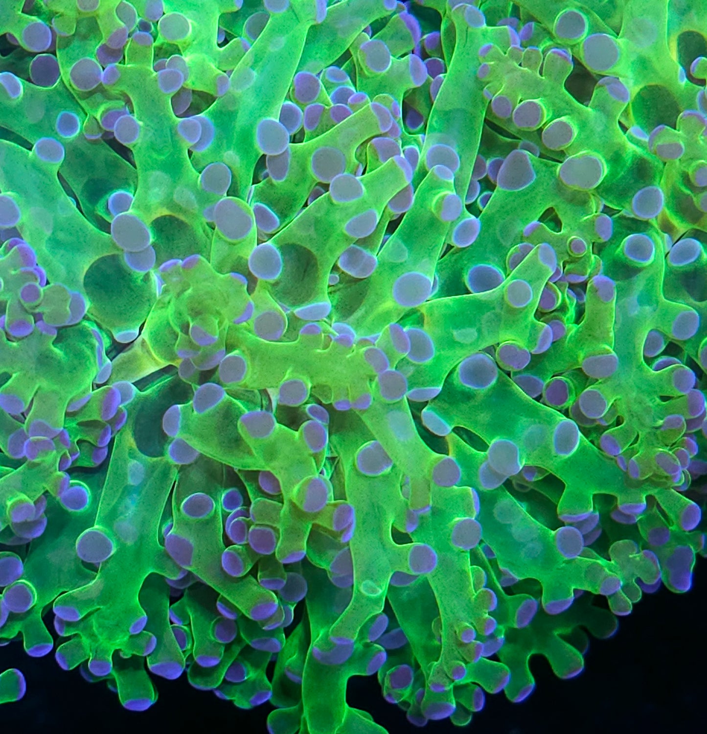 Purple Tip Frogspawn