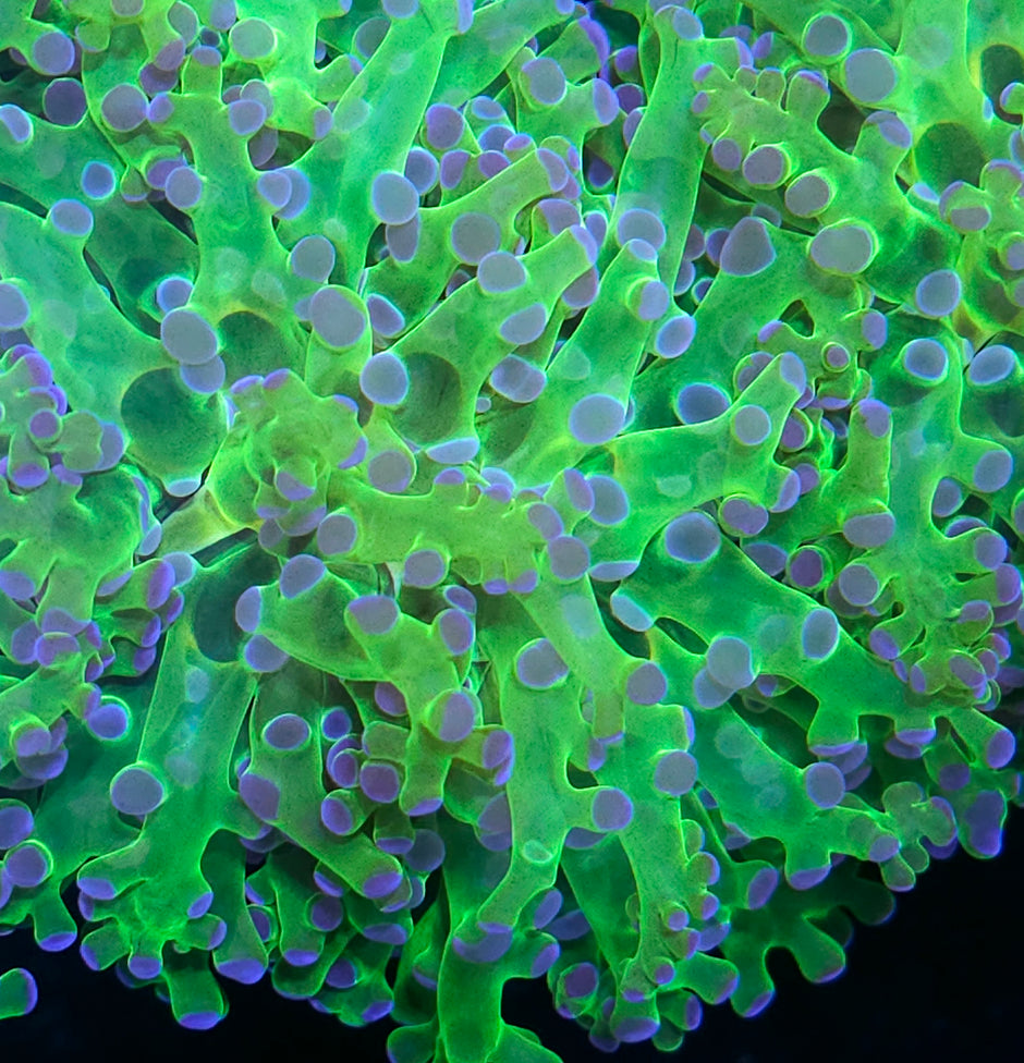 Purple Tip Frogspawn