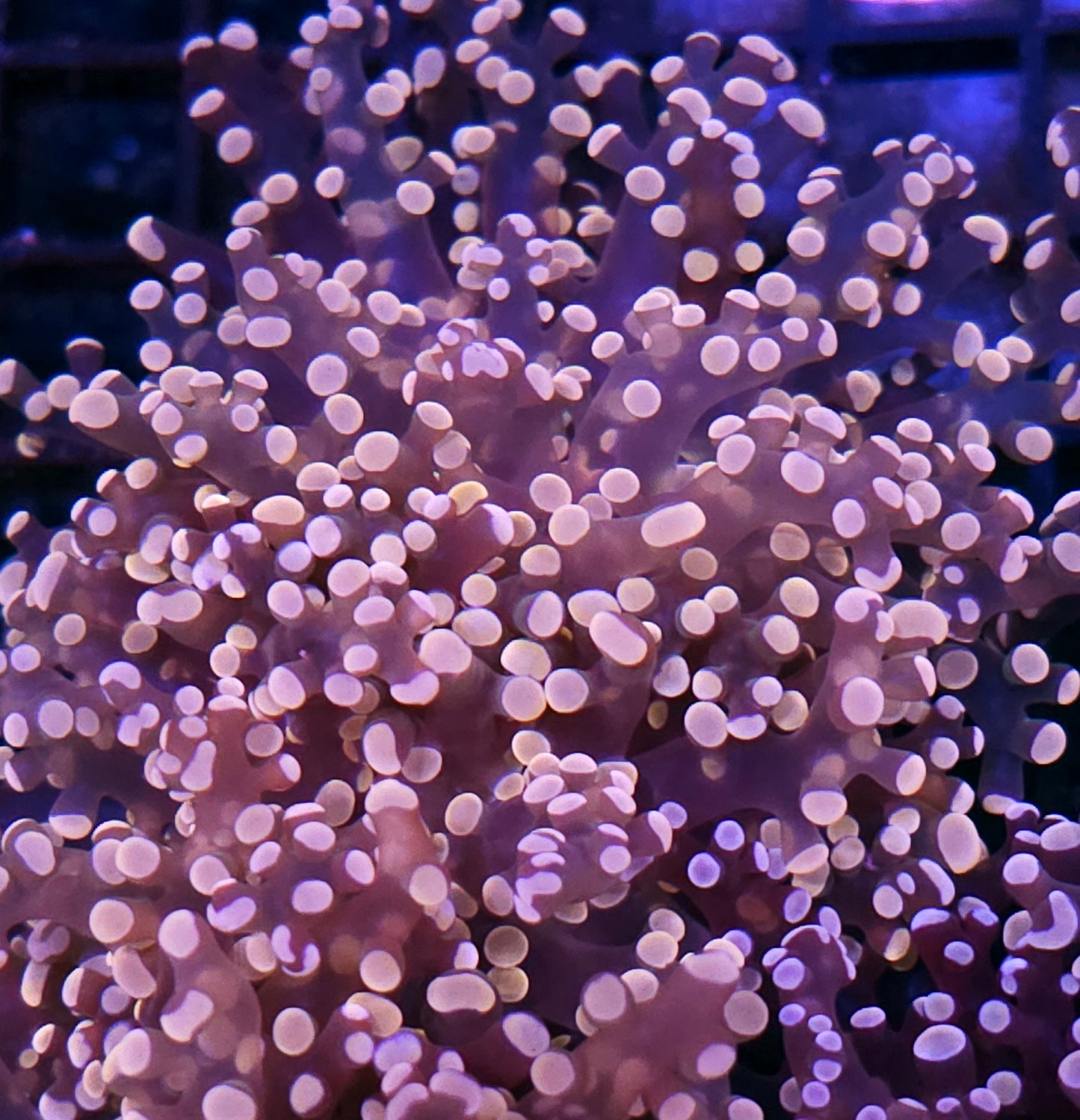 Orange Frogspawn