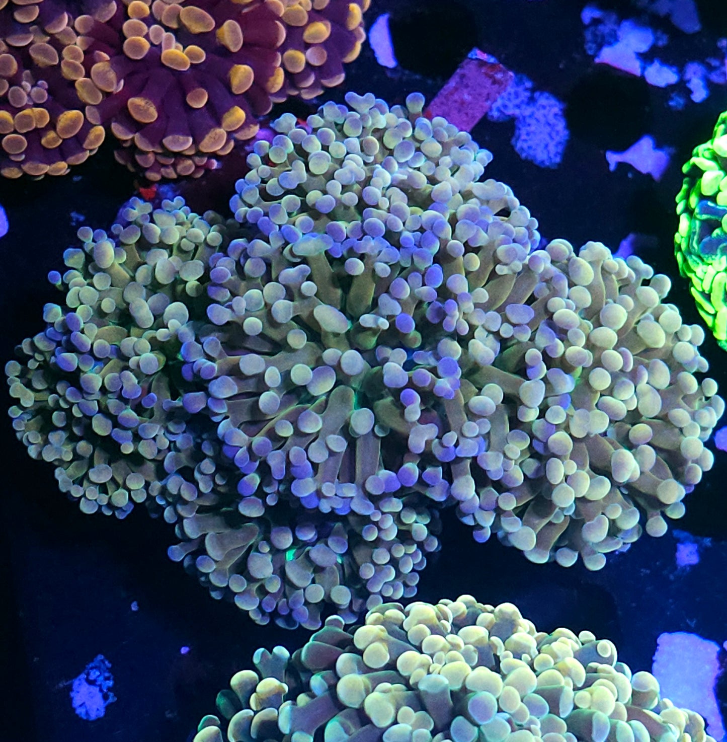 Approx 6-7 Head Rainbow Tip Branching Hammer Colony
