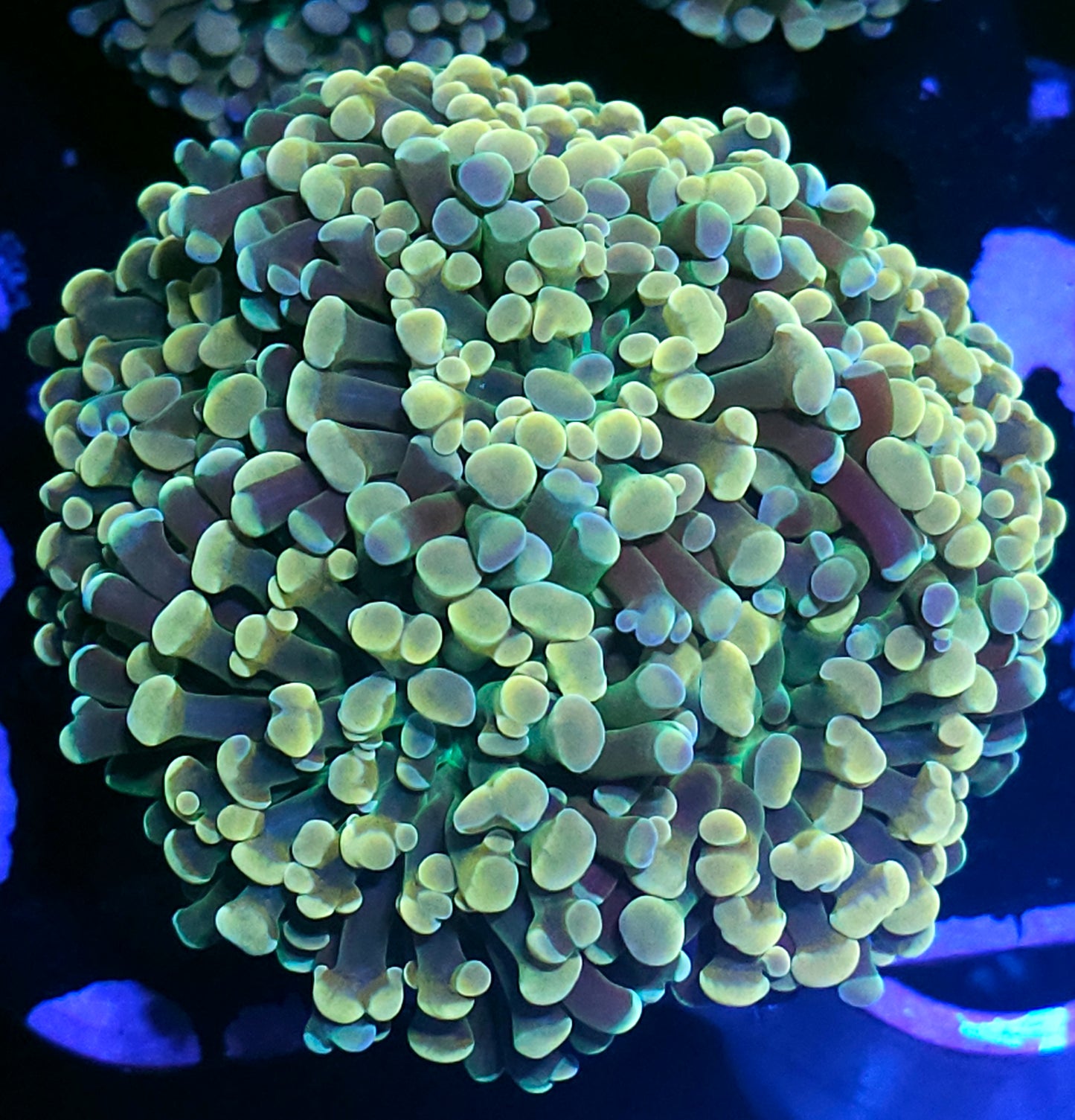 Approx 5-6 Head Citrus Acids Branching Hammer Colony