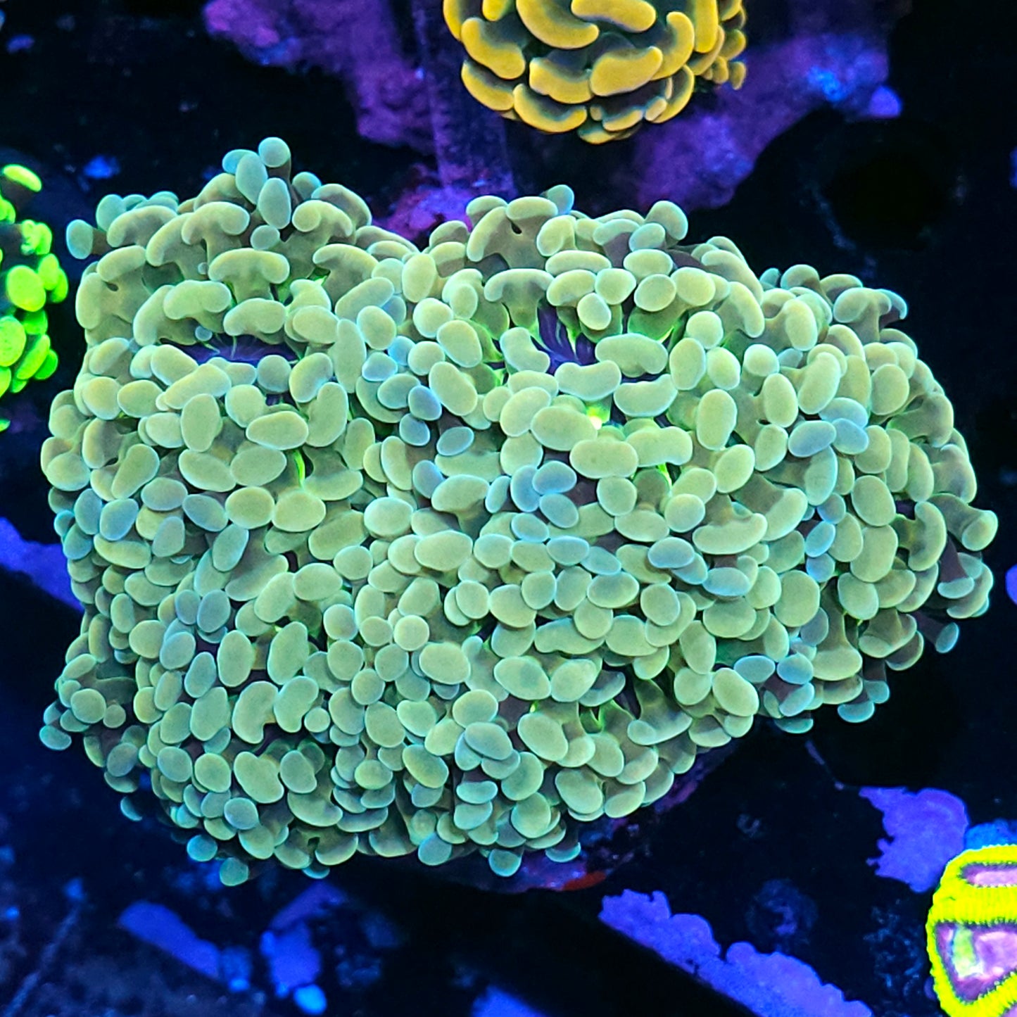Approx 6-7 Head Yellow Pastels Branching Hammer Colony