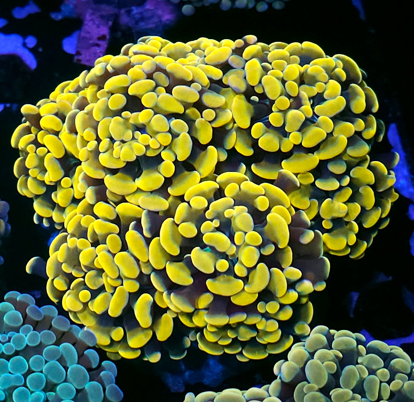 Approx 7-8 Gold Fever Branching Hammer Colony