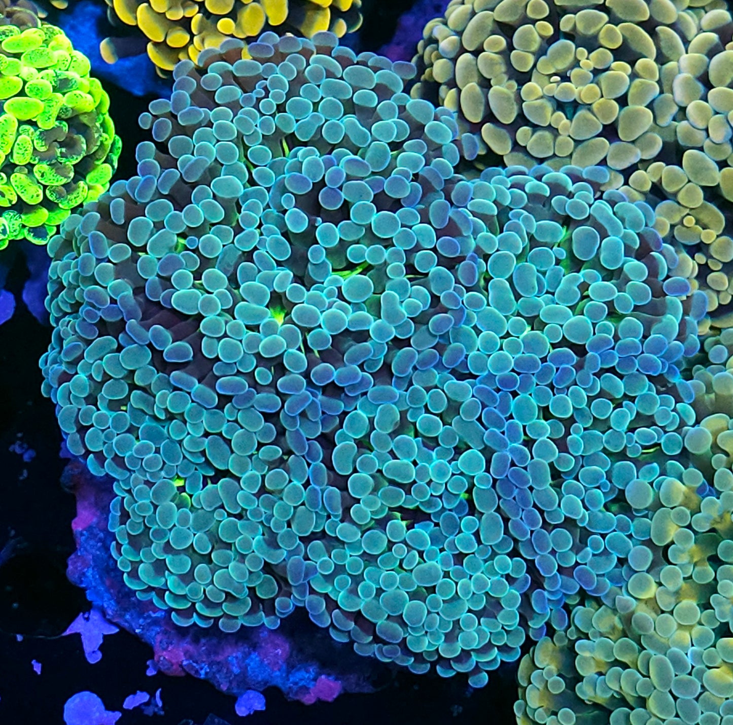 Approx 6-7 Head Lagoon Branching Hammer Colony