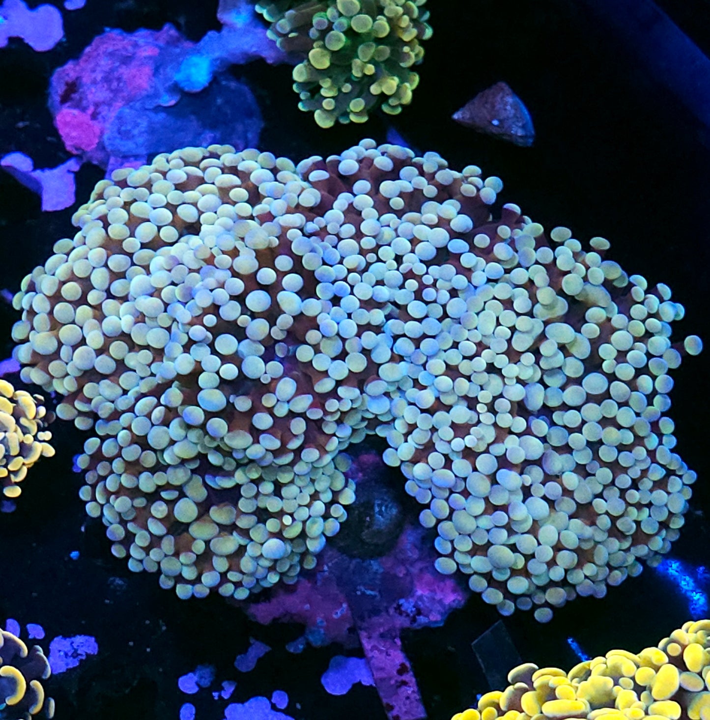 Approx 6-7 Head Elixir Frammer Hybrid Colony