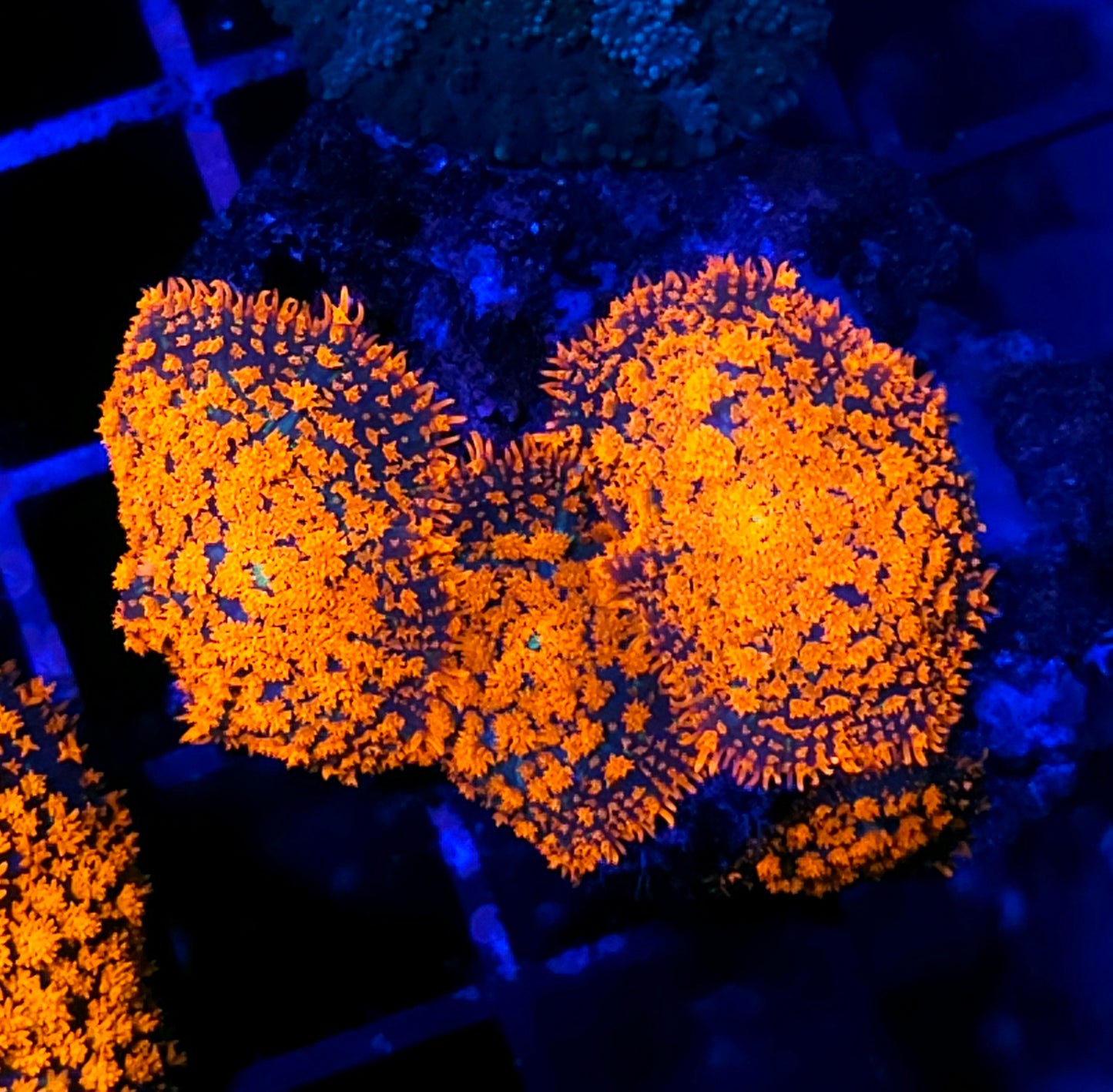 HF Incinerator Pom Pom Mushroom Colony RARE