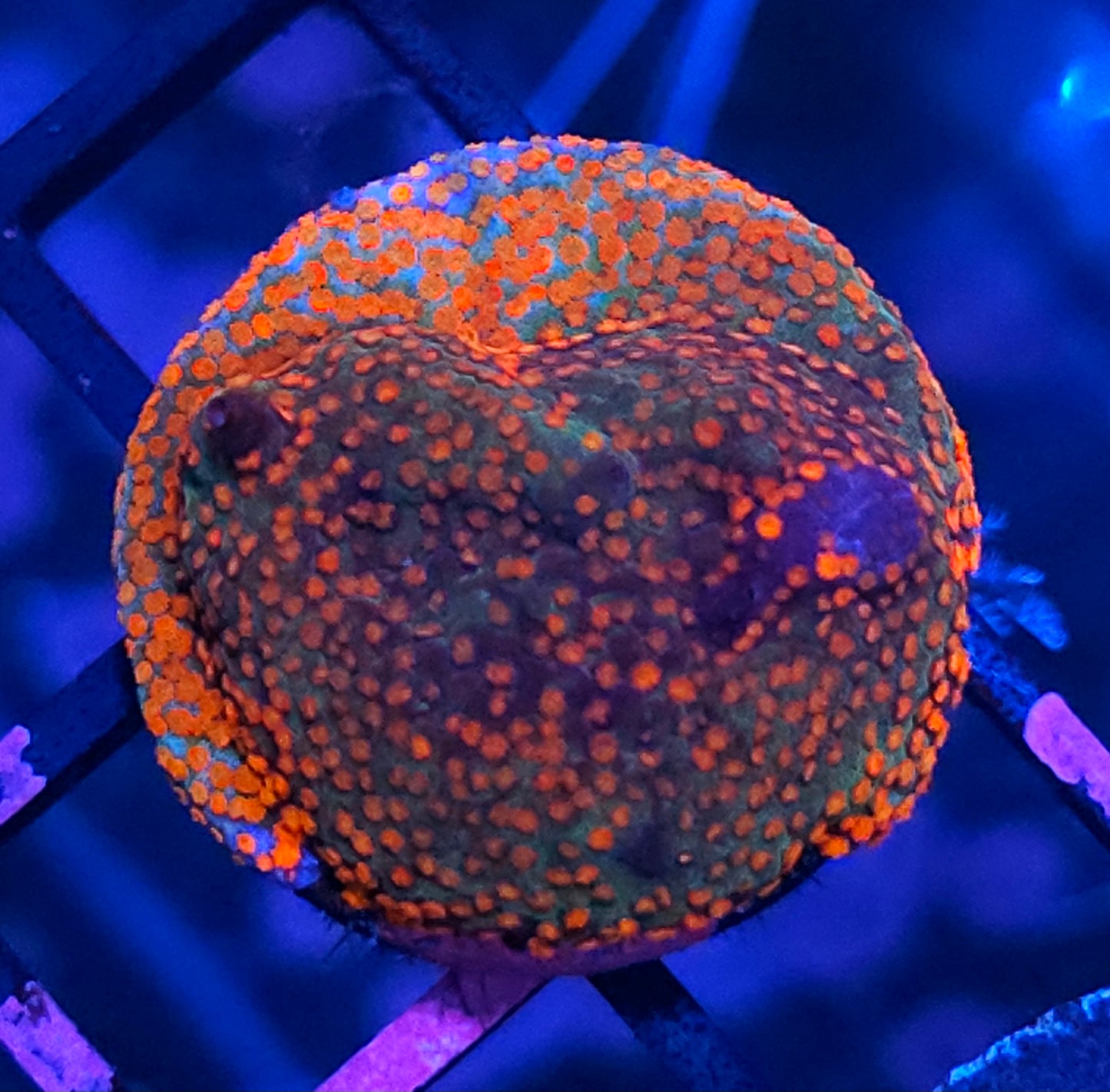 Tomahawk Montipora