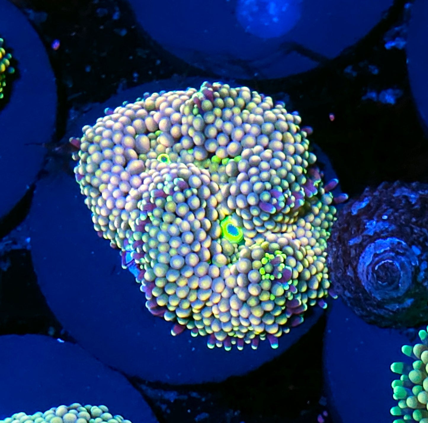 Frutopia Ricordea