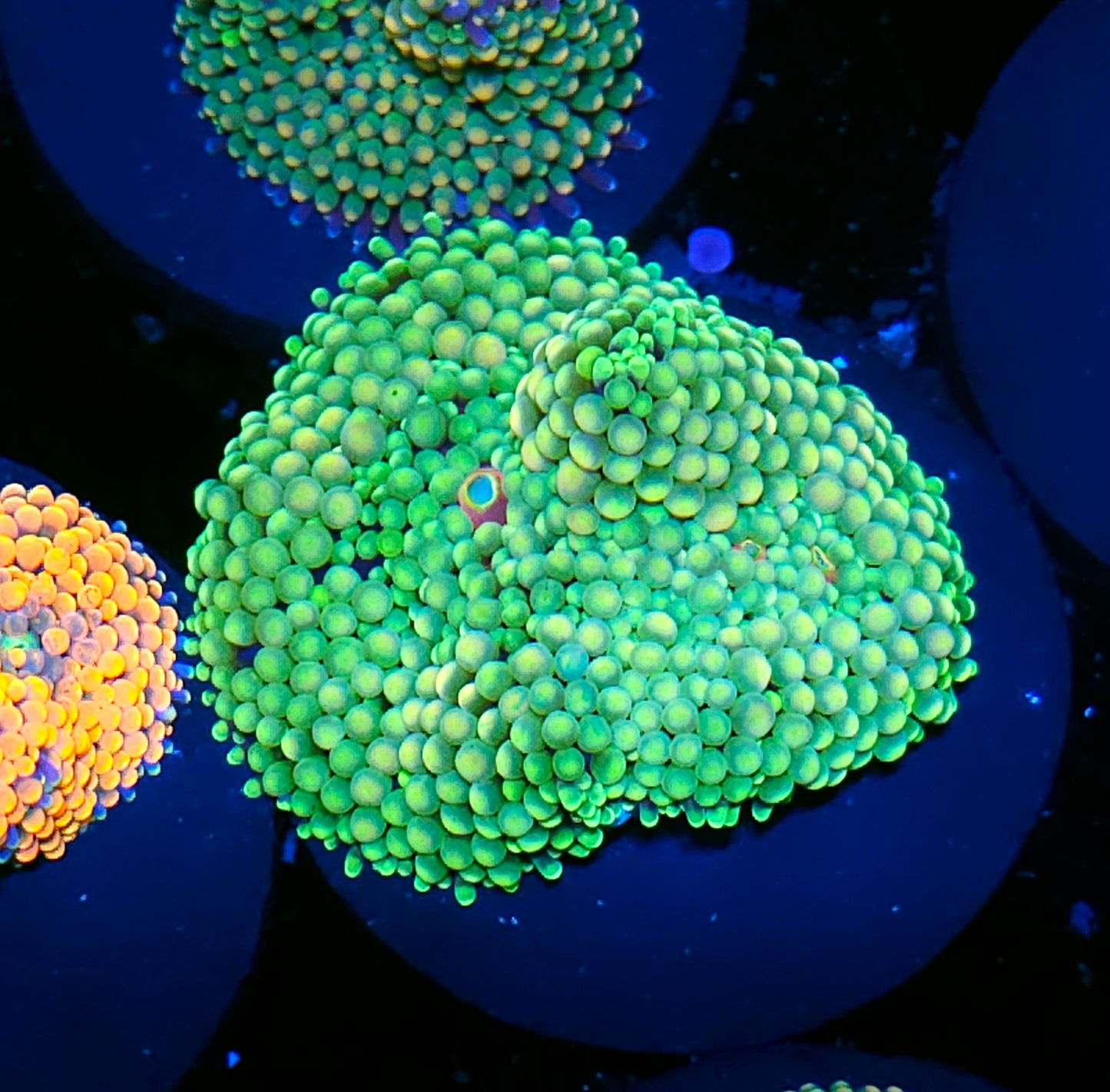 Kiwi Spitzer Ricordea