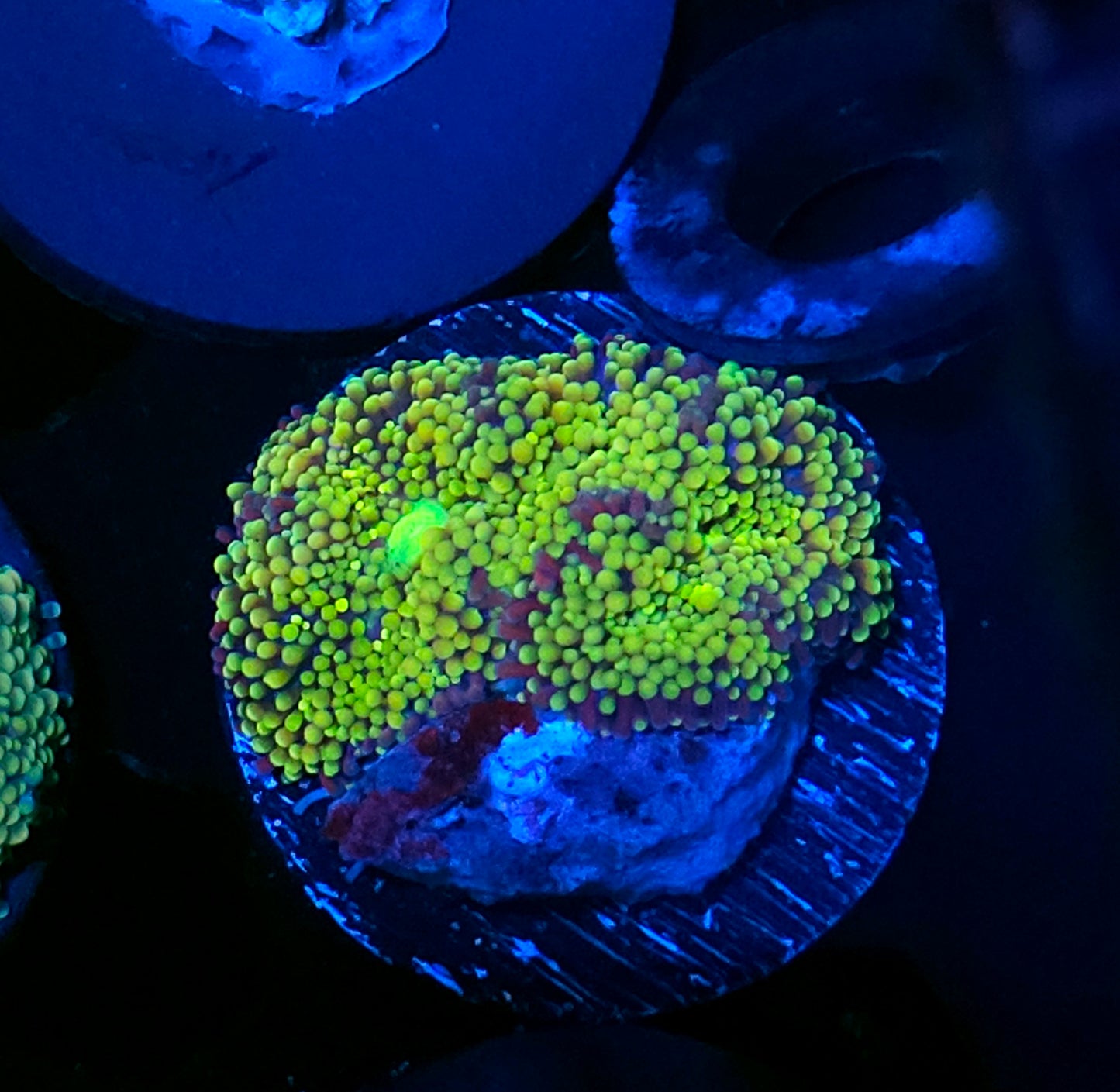 Pucker Up Ricordea