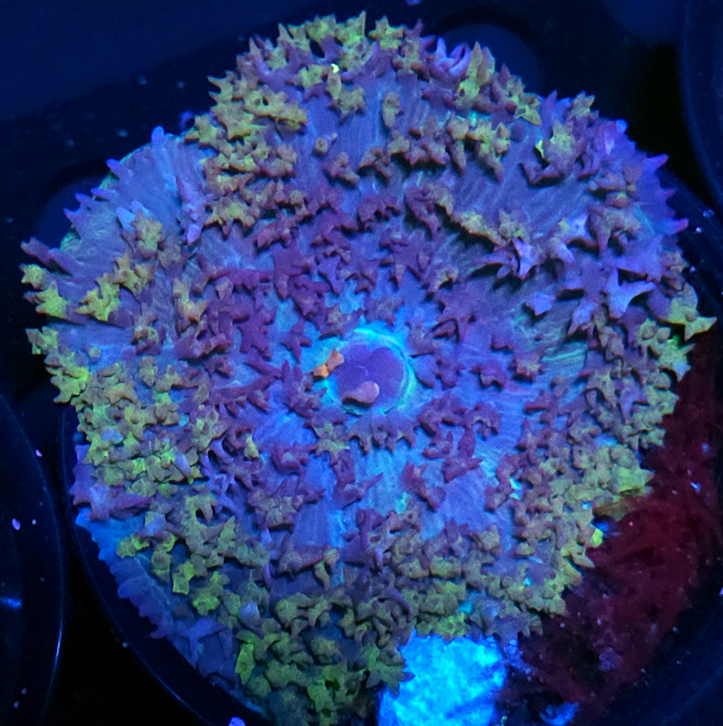 Aviator St Thomas Mushroom