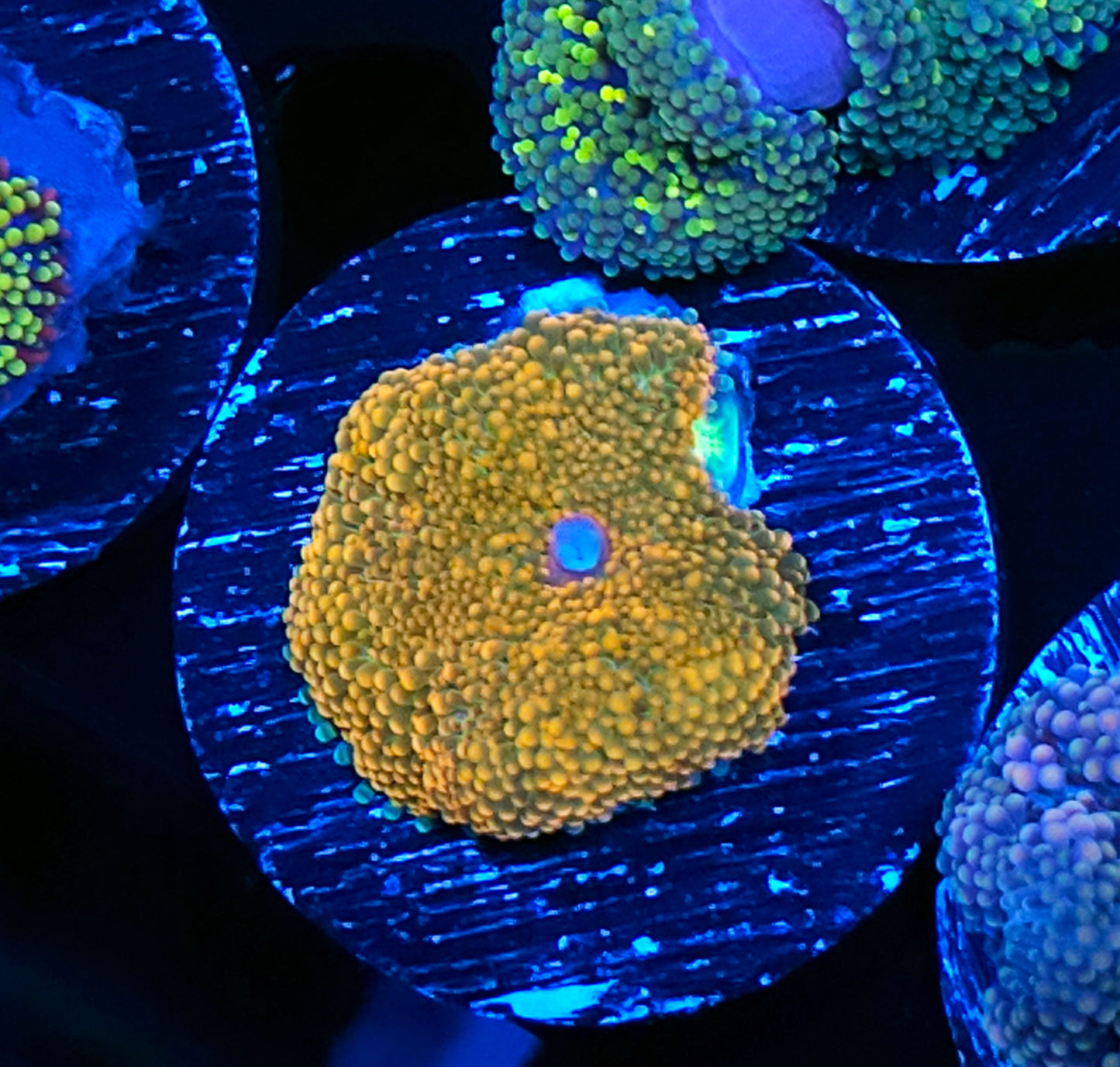 Goldmeister Ricordea