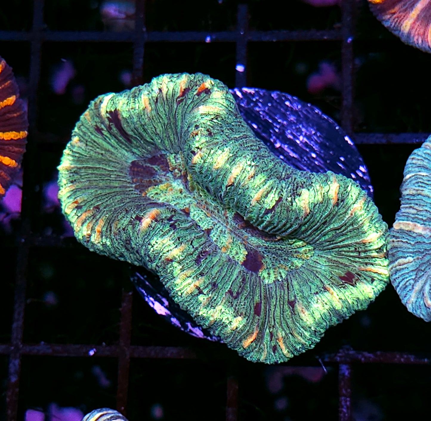 Insane Trachyphyllia Customer Appreciation Deal