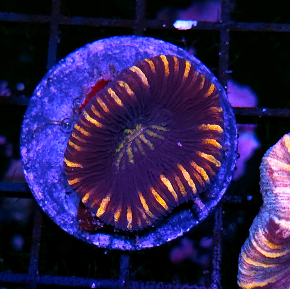 Insane Trachyphyllia Customer Appreciation Deal