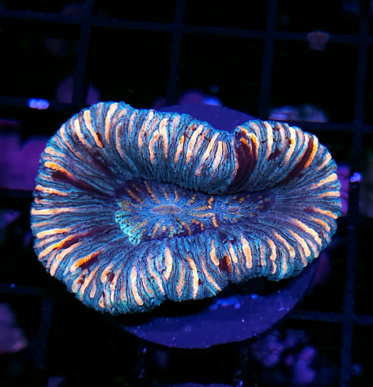 Insane Trachyphyllia Customer Appreciation Deal