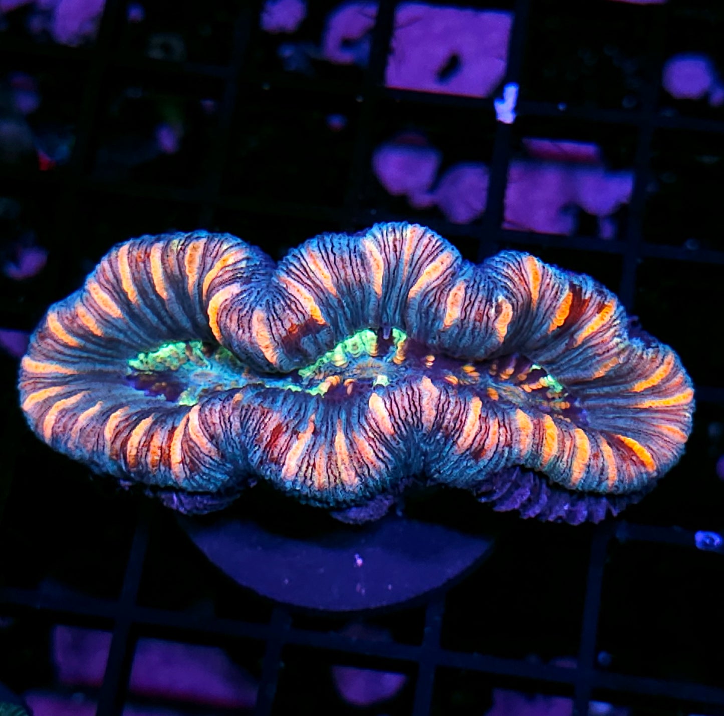 Insane Trachyphyllia Customer Appreciation Deal