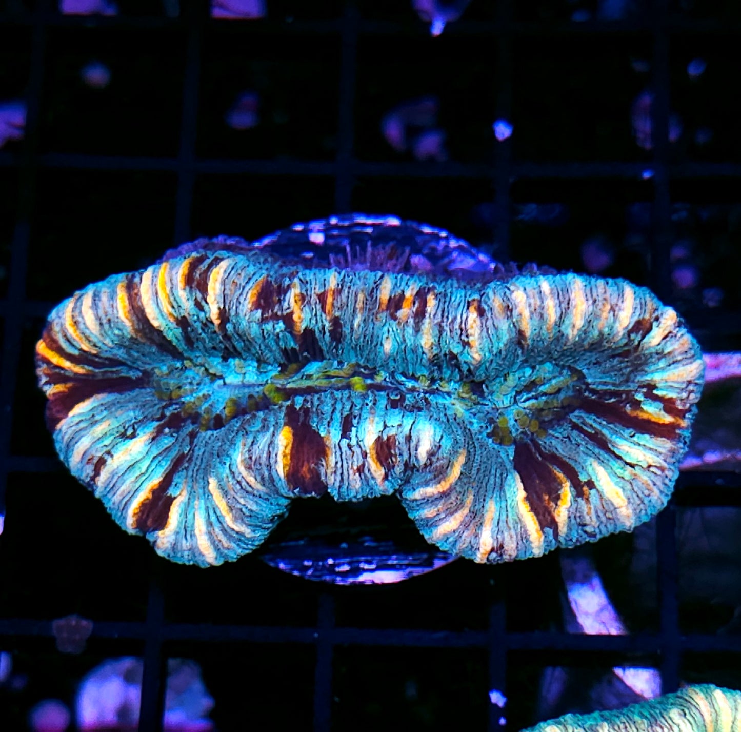 Insane Trachyphyllia Customer Appreciation Deal