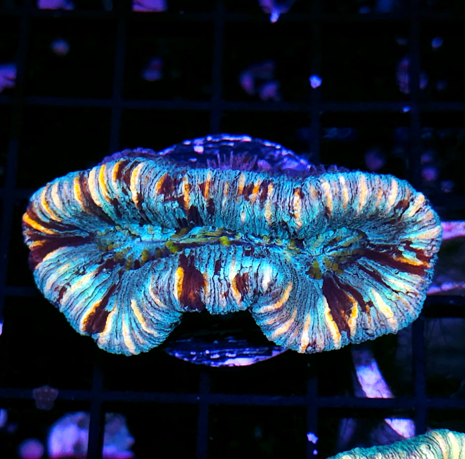 Insane Trachyphyllia Customer Appreciation Deal