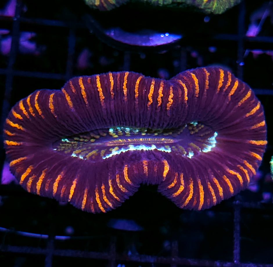 Insane Trachyphyllia Customer Appreciation Deal