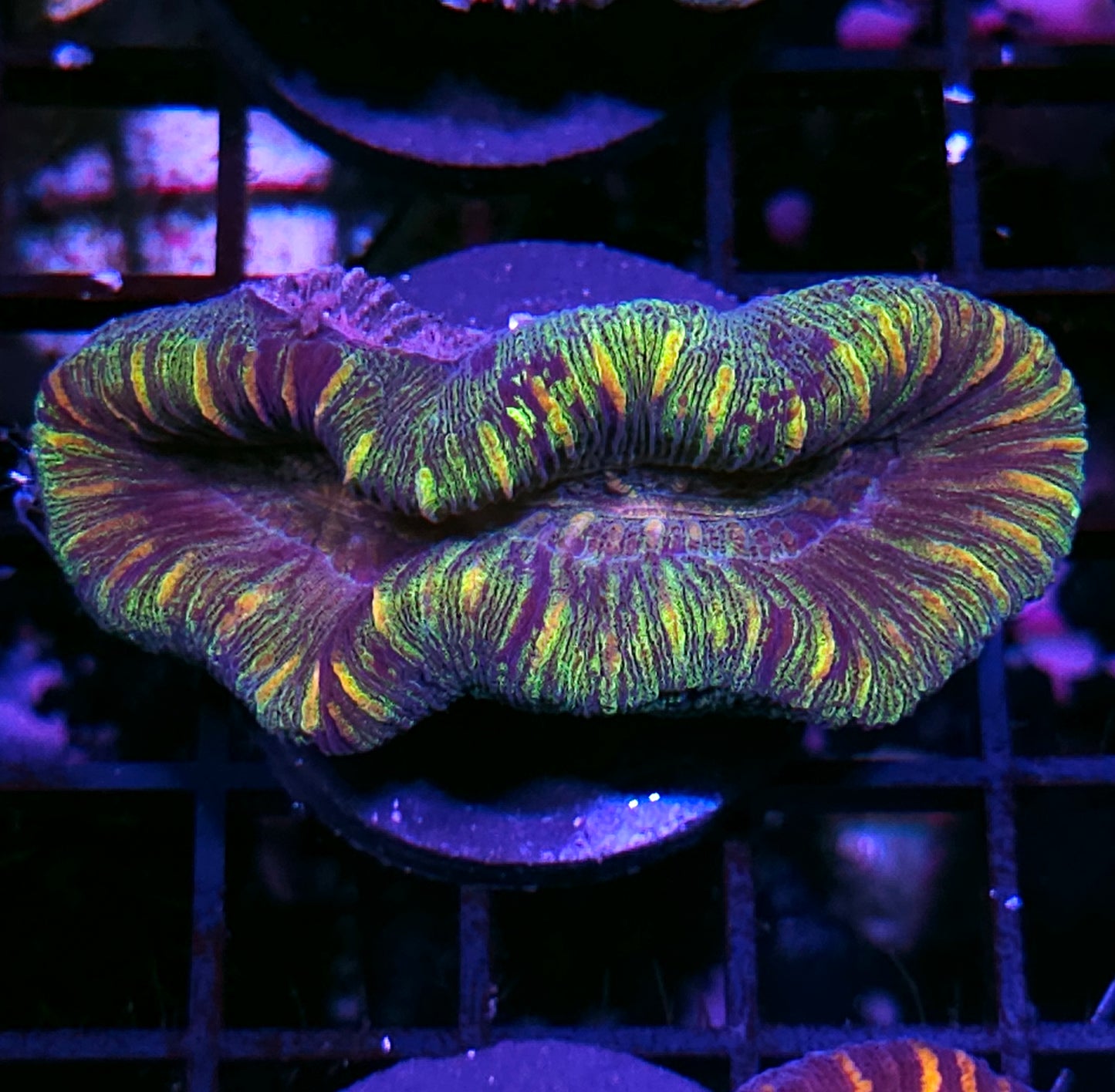 Insane Trachyphyllia Customer Appreciation Deal