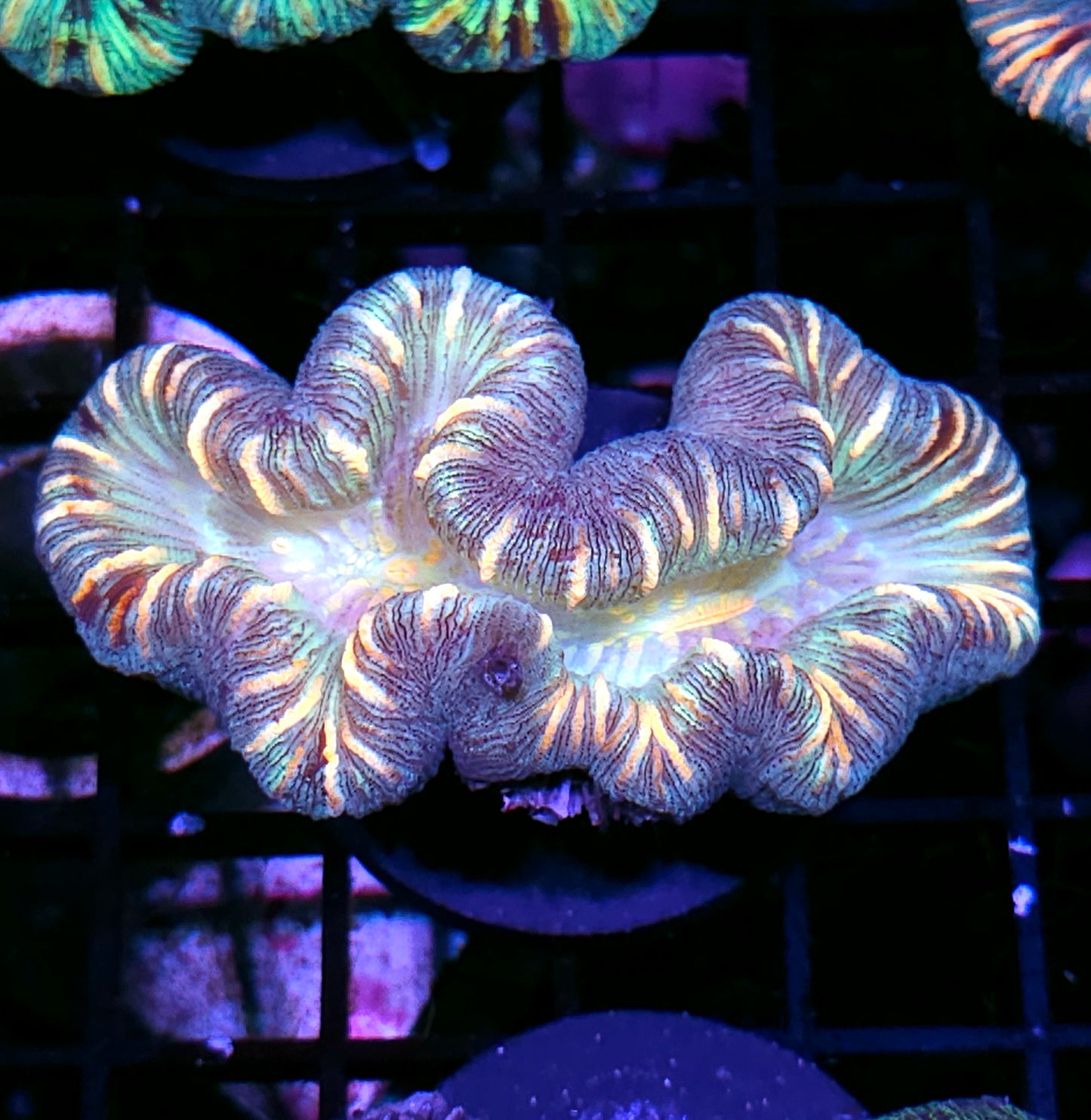 Insane Trachyphyllia Customer Appreciation Deal