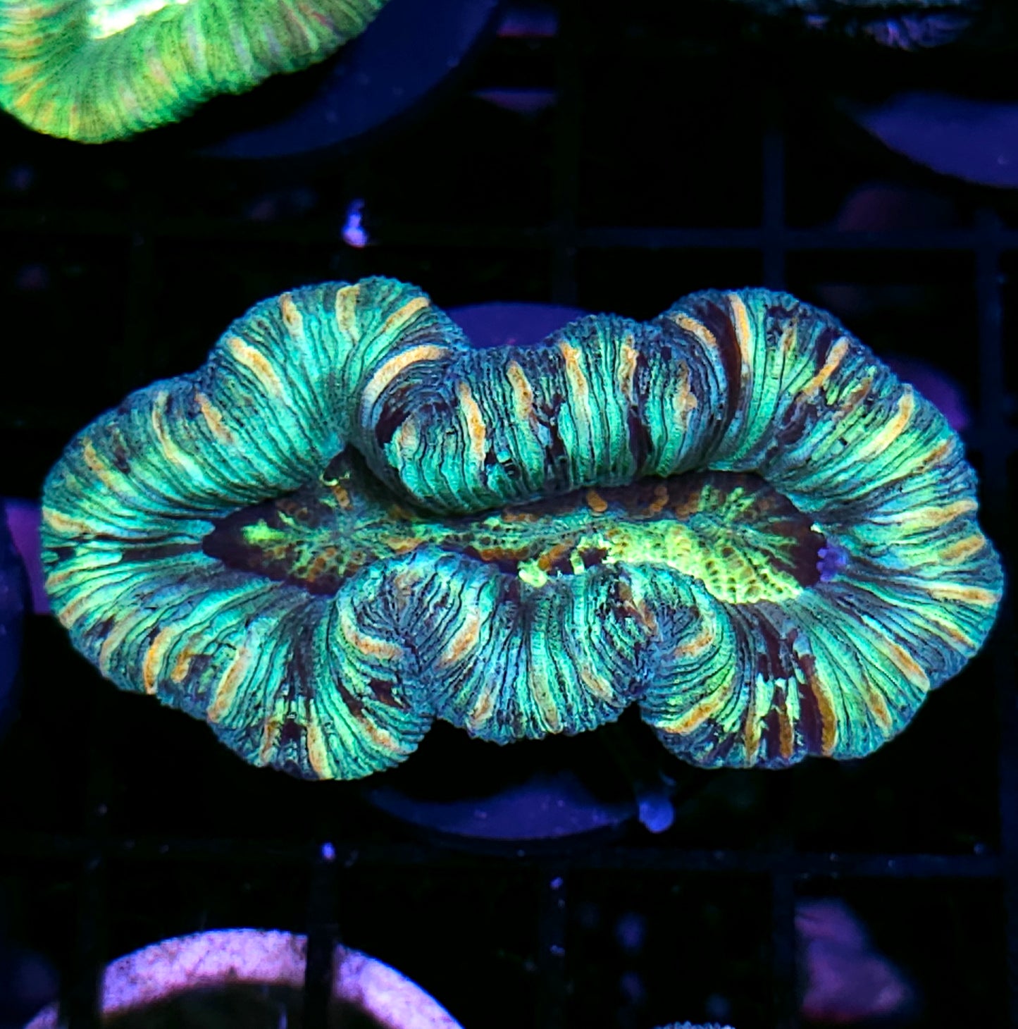 Insane Trachyphyllia Customer Appreciation Deal