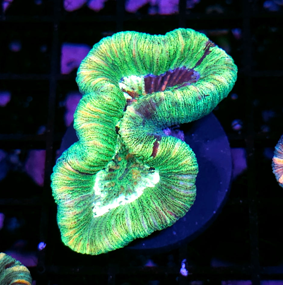 Insane Trachyphyllia Customer Appreciation Deal