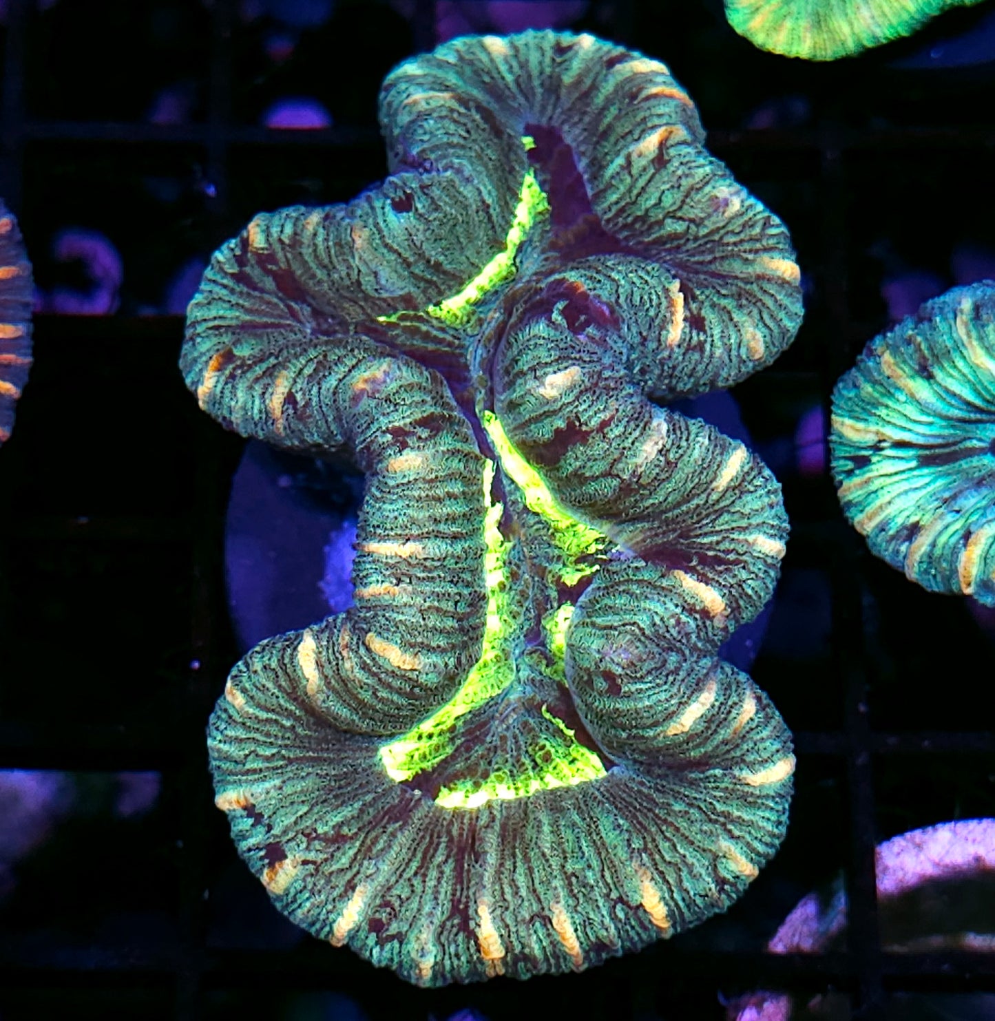Insane Trachyphyllia Customer Appreciation Deal
