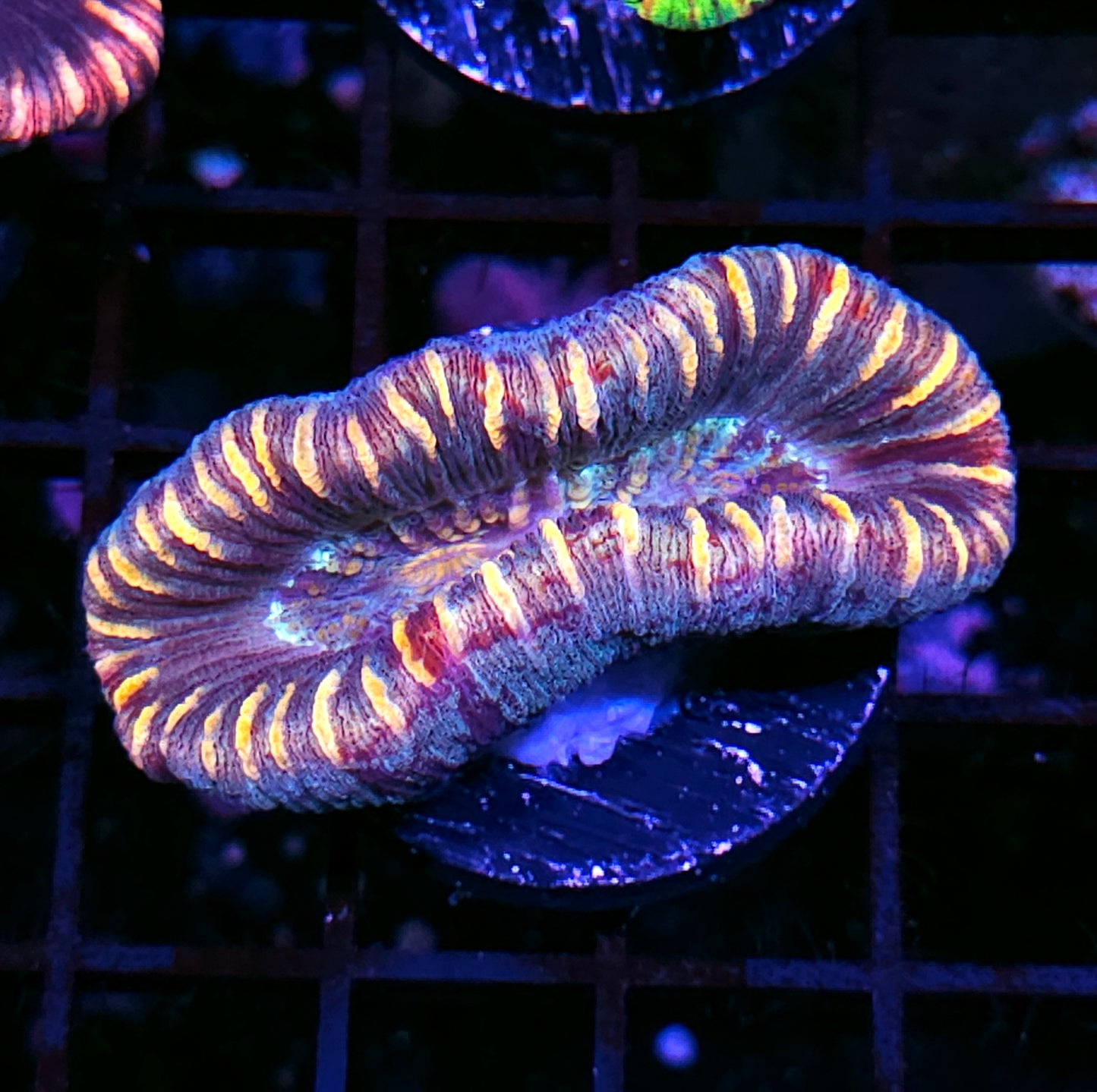 Insane Trachyphyllia Customer Appreciation Deal